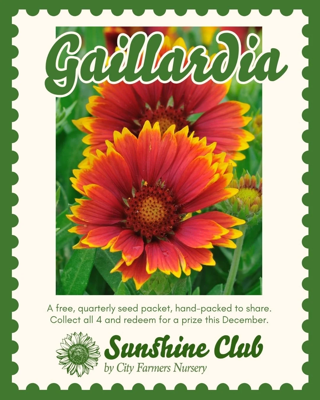 🦋 A garden full of blooms is even better when it is full of life. Gaillardia attracts butterflies and keeps flowering through the warmest months. Come pick up your free Sunshine Club seeds and plant something that supports your local ecosystem 🌼

N