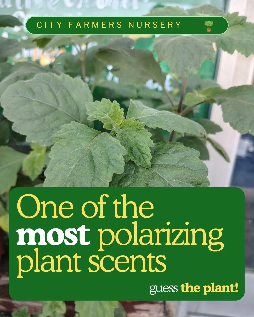 Can you guess this polarizing, scented plant?
Hint: It's tropical and loves hot, humid conditions with partial shade or indirect sunlight.

Its oil is prized in perfumery, aromatherapy and traditional medicine.
It's also a natural insect repellent.

