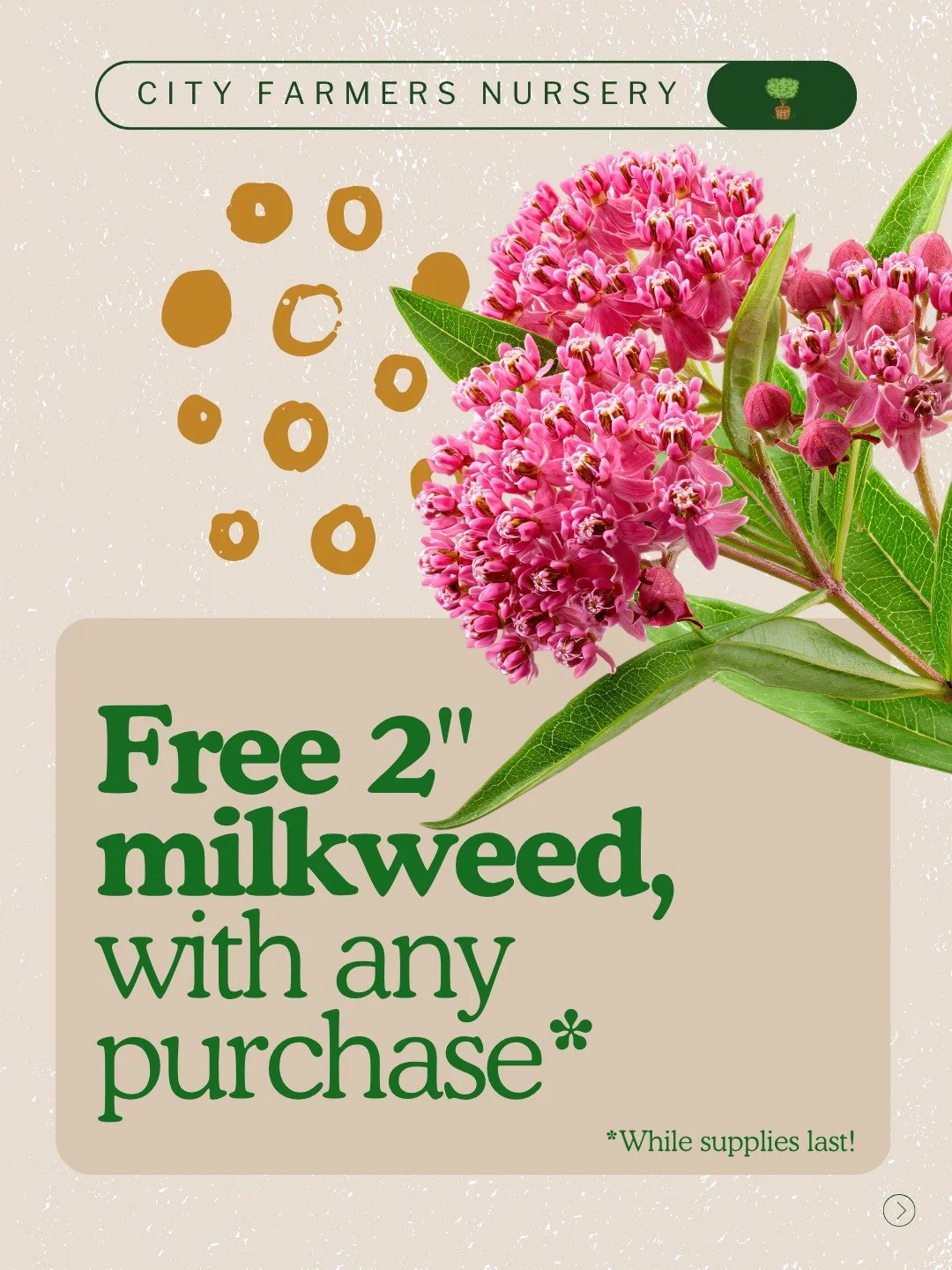 Free milkweed. Free seeds. Just our way of saying thanks for growing with us. 🌿

Milkweed is one of our favorite things to give away because it genuinely delights every single person who gets one. 

It is a host plant for monarch butterflies, which 
