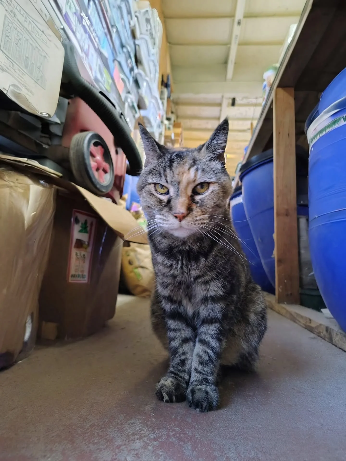 🎈🎊 Happy Birthday, KC!

Our shop cat turned 19 this week - she's a personality all unto herself! 😼

Whether she's sauntering, watching, strolling or swatting, she can often be found on our counter, with a particular knack for laying on our message