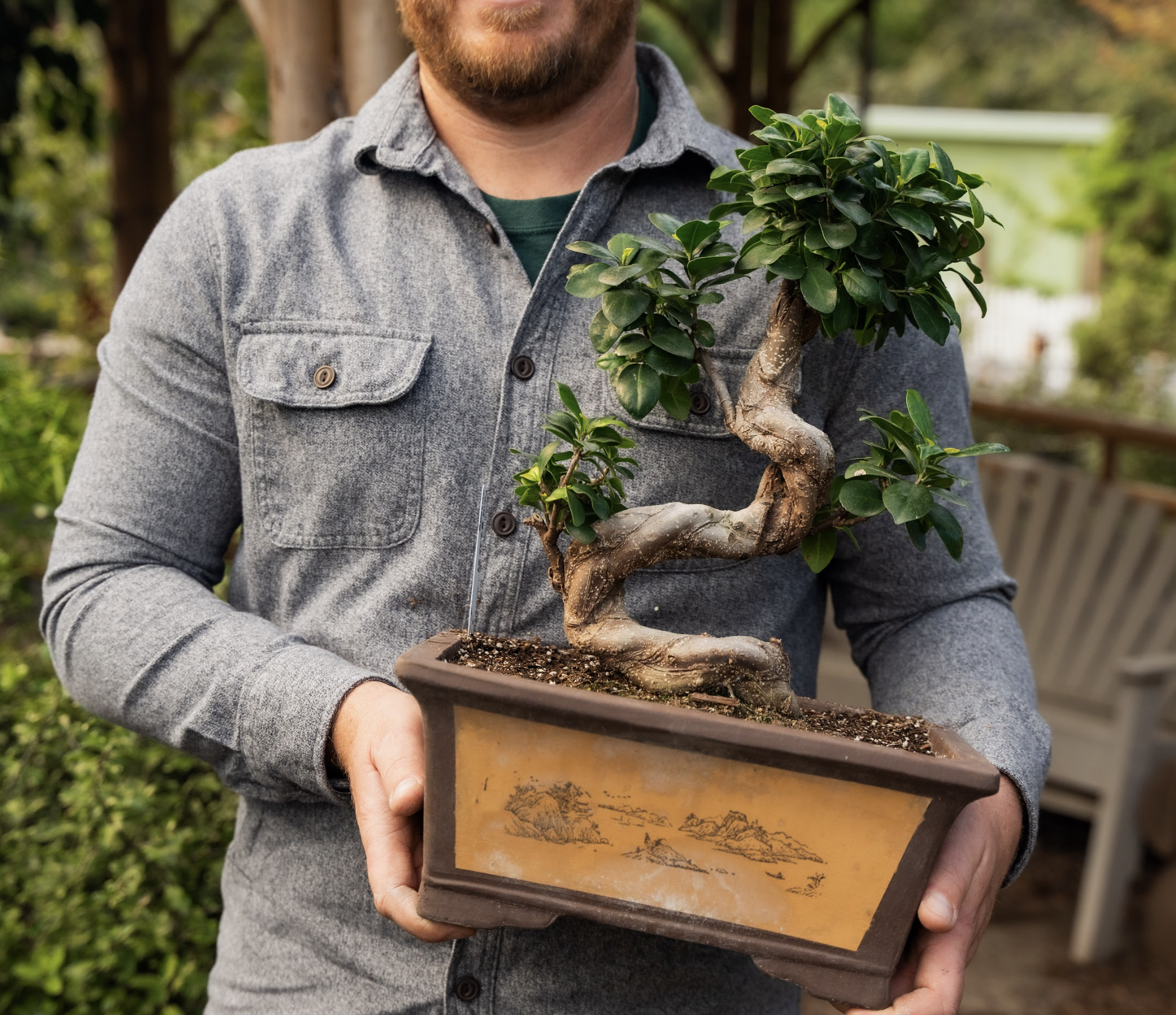 bonsai.png