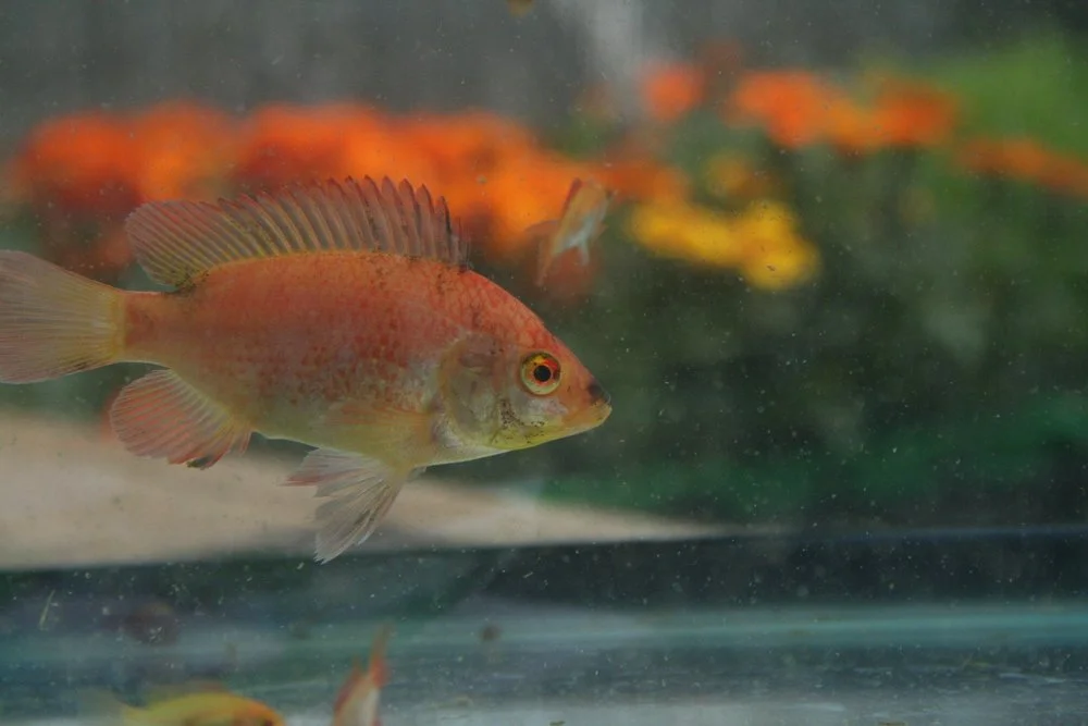 pond-supplies-san-diego.jpg