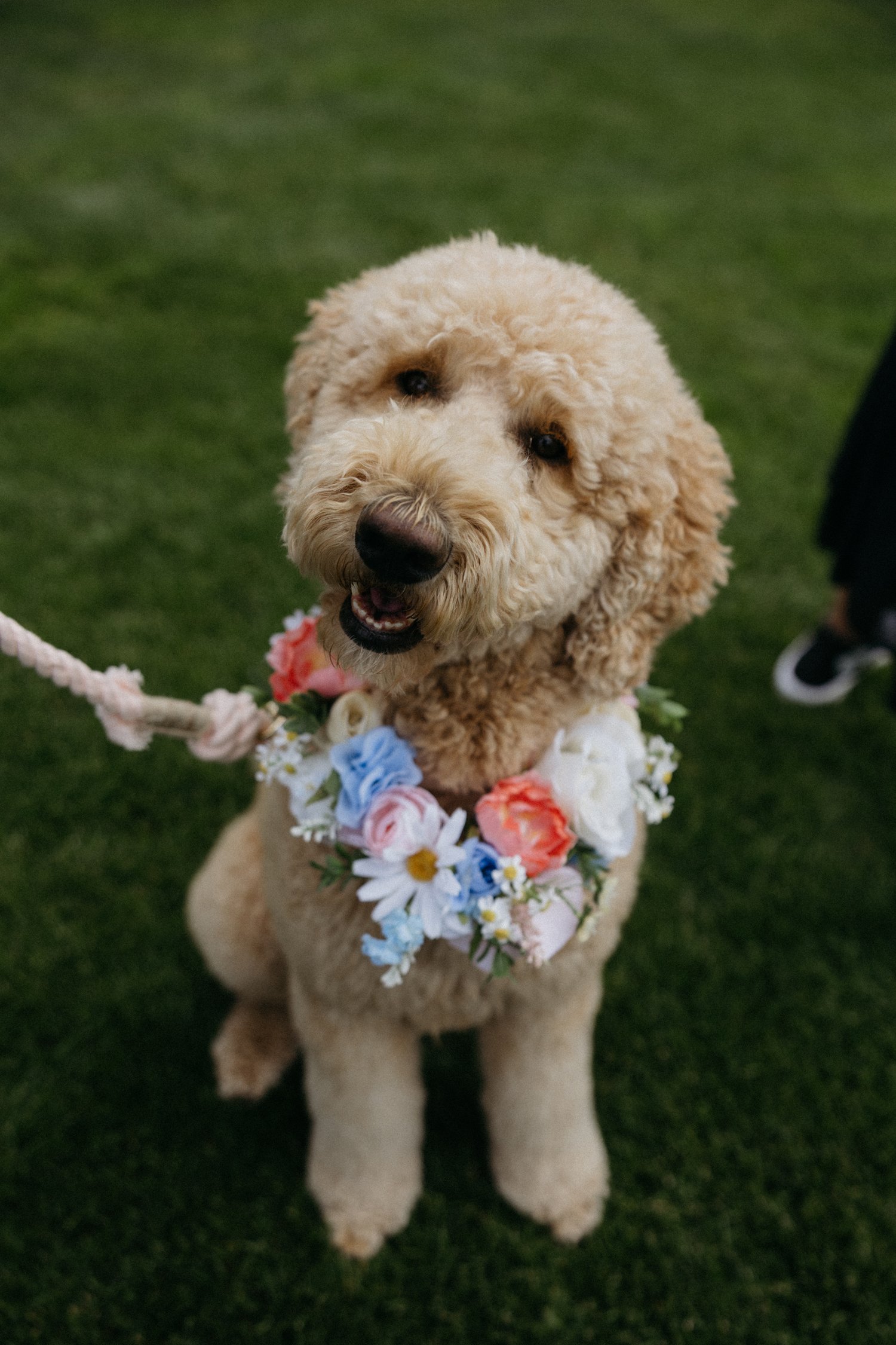 Curly-haired cream-colored dog wearing a colorful flower wreath outdoors on grass