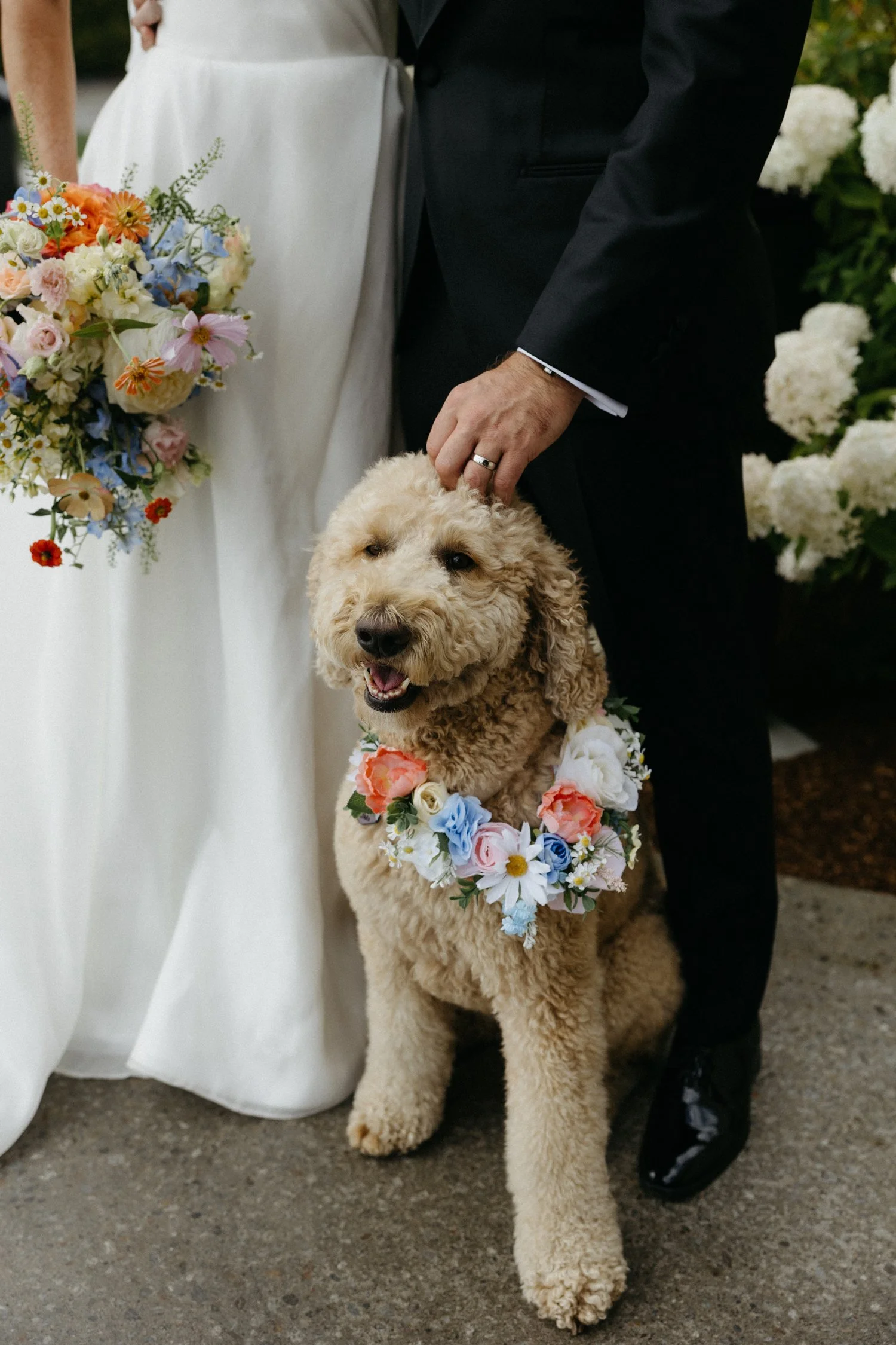 Bride and groom with their curly-haired dog wearing a colorful flower collar at a wedding