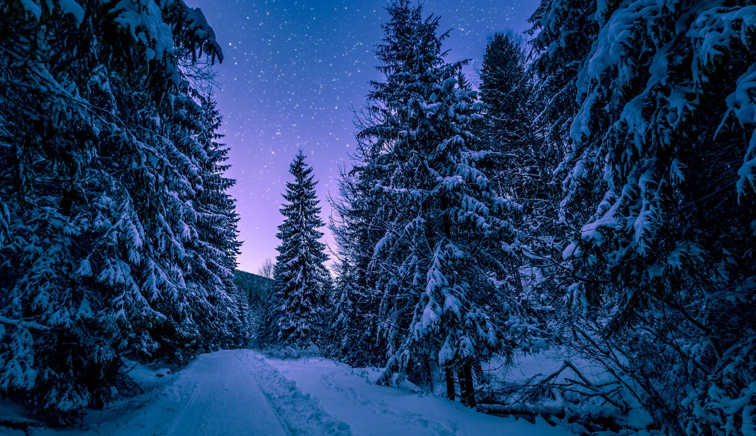 Winter-trees-Pexels-CC0.jpg
