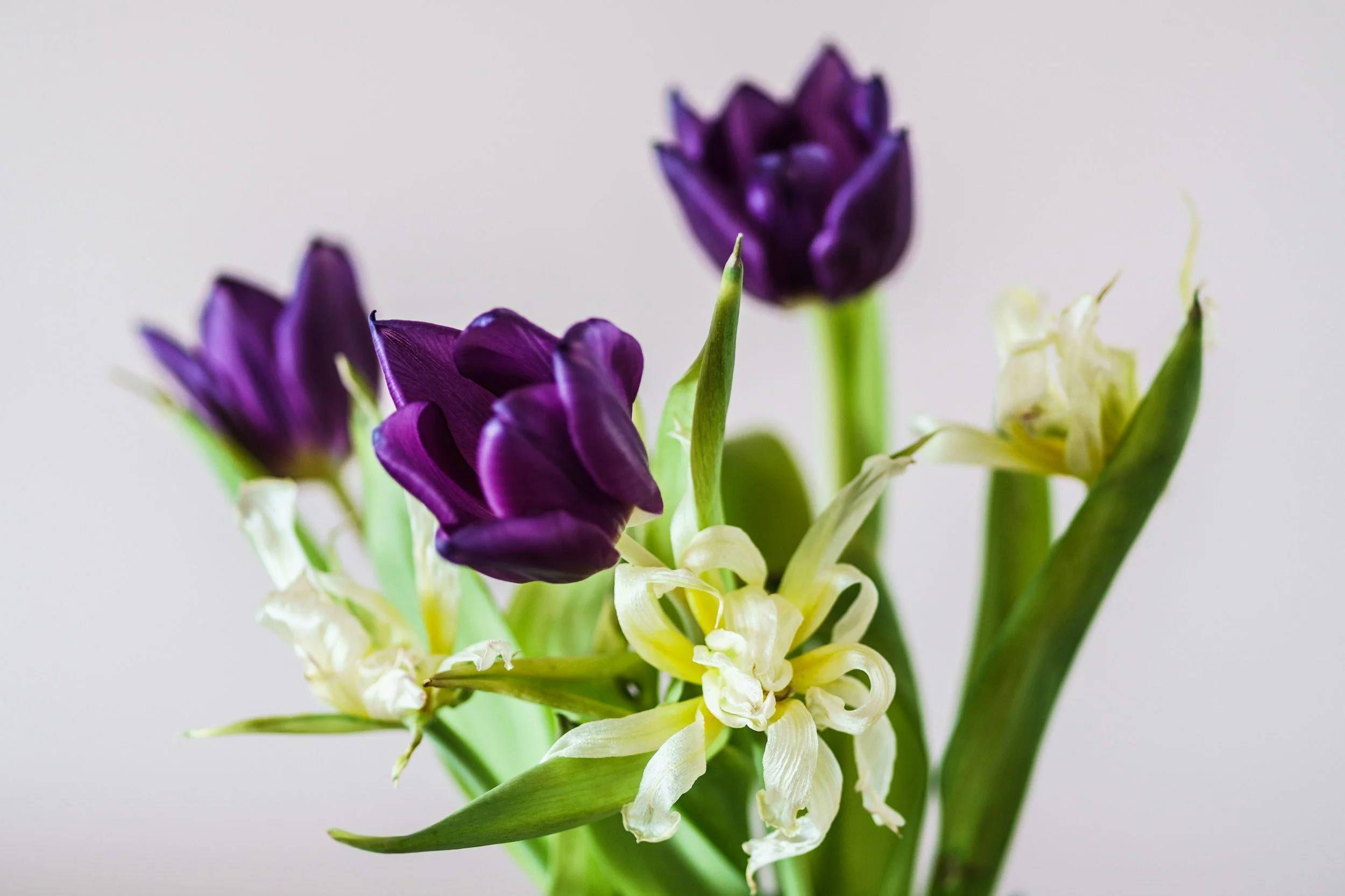 Death Doula Erin Merelli Threshold