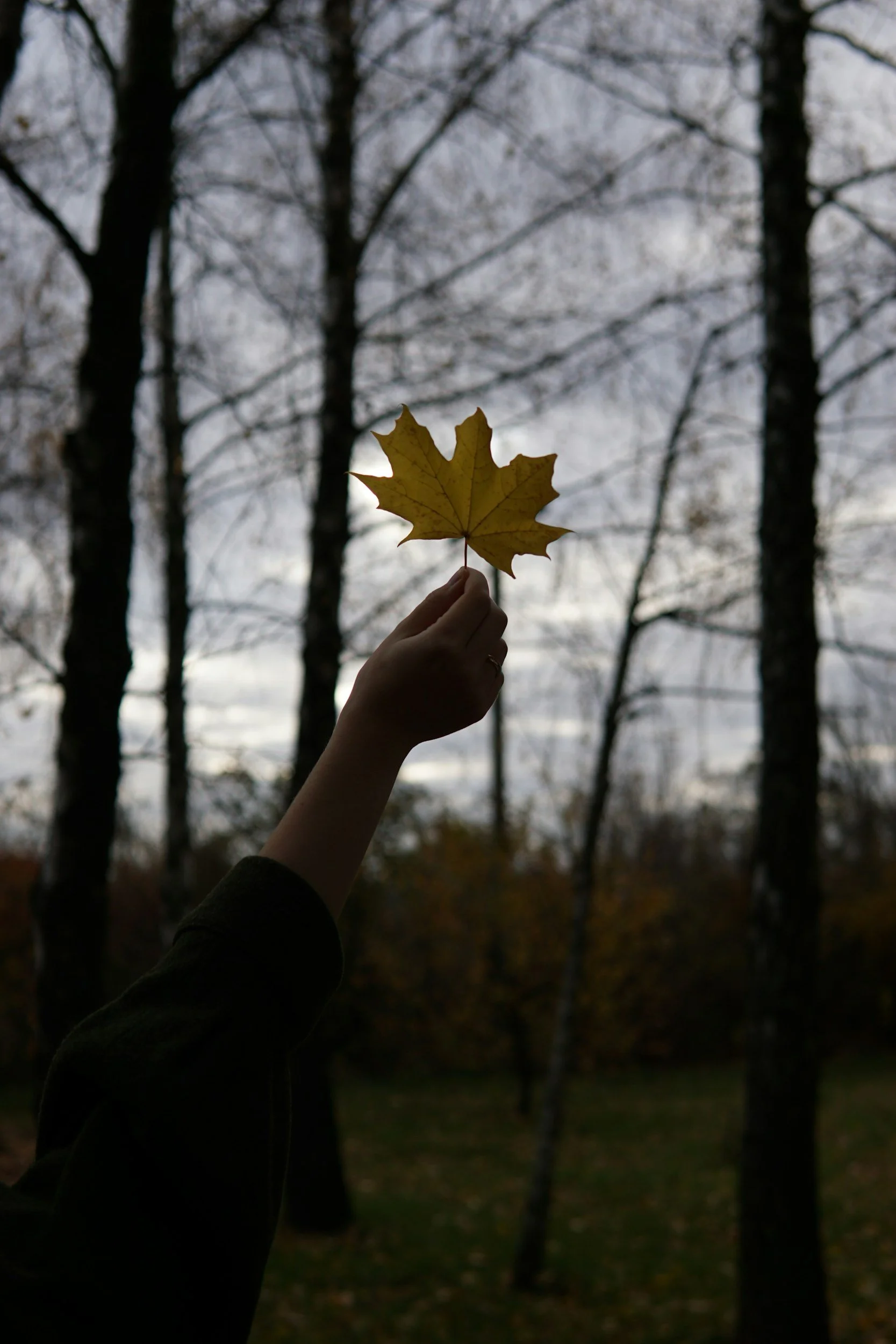 A hand holding a yellow maple leaf against a background of several bare trees during dusk or dawn.