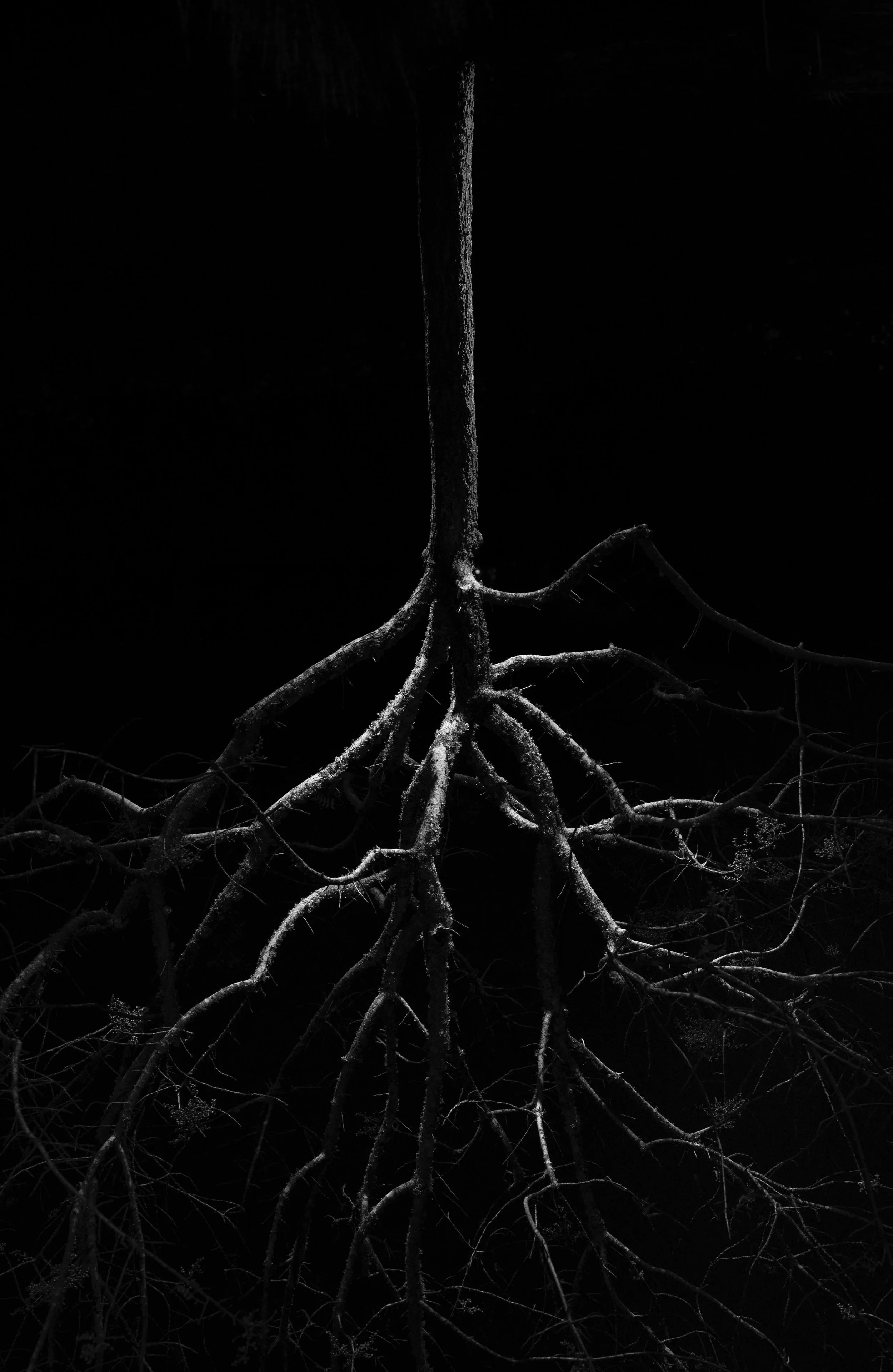 A black and white photo of a tree with bare, twisted roots and trunk, set against a dark background.