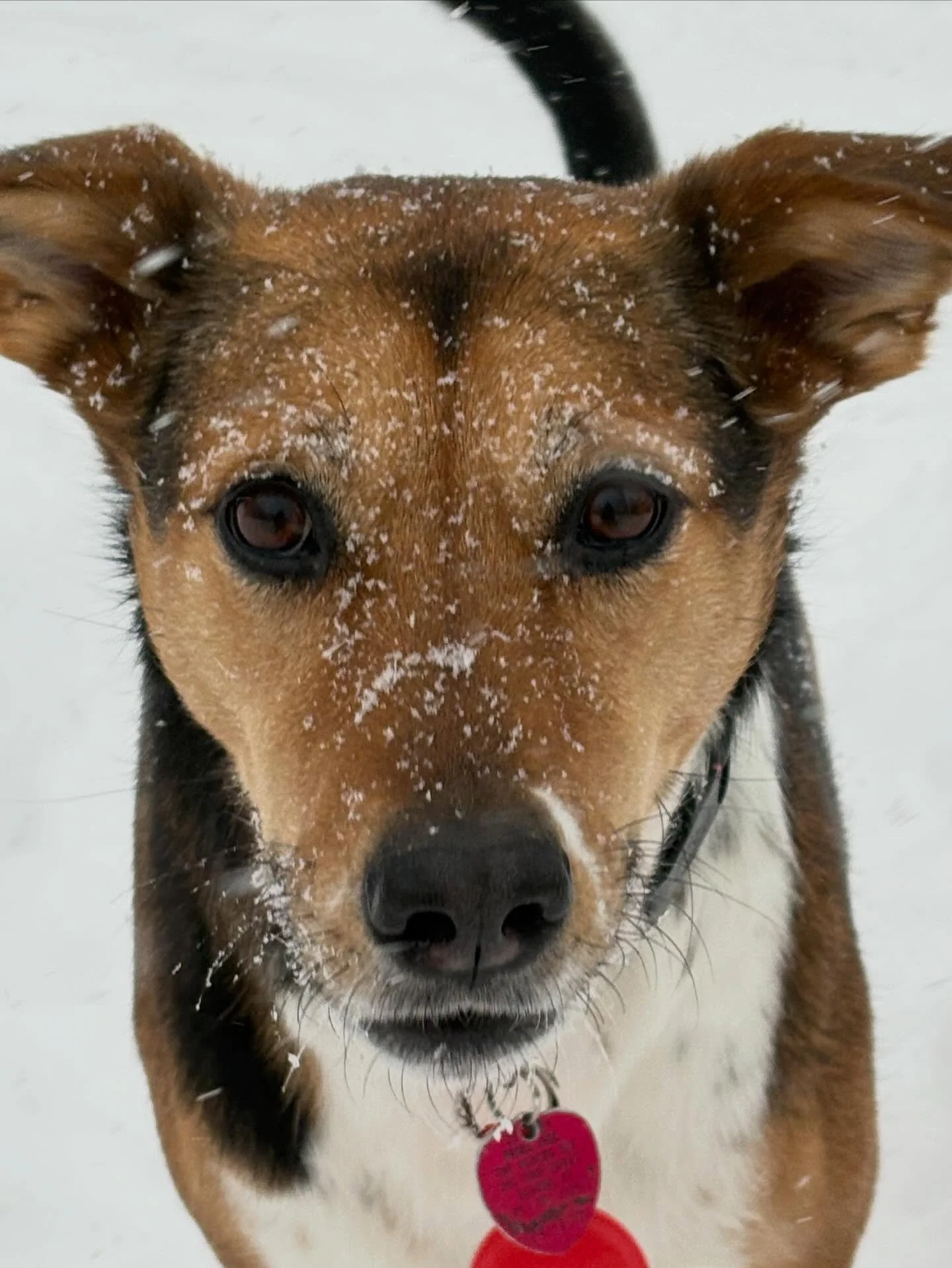 Having the best time. #dot #snowpocalypse @jamiecnyc