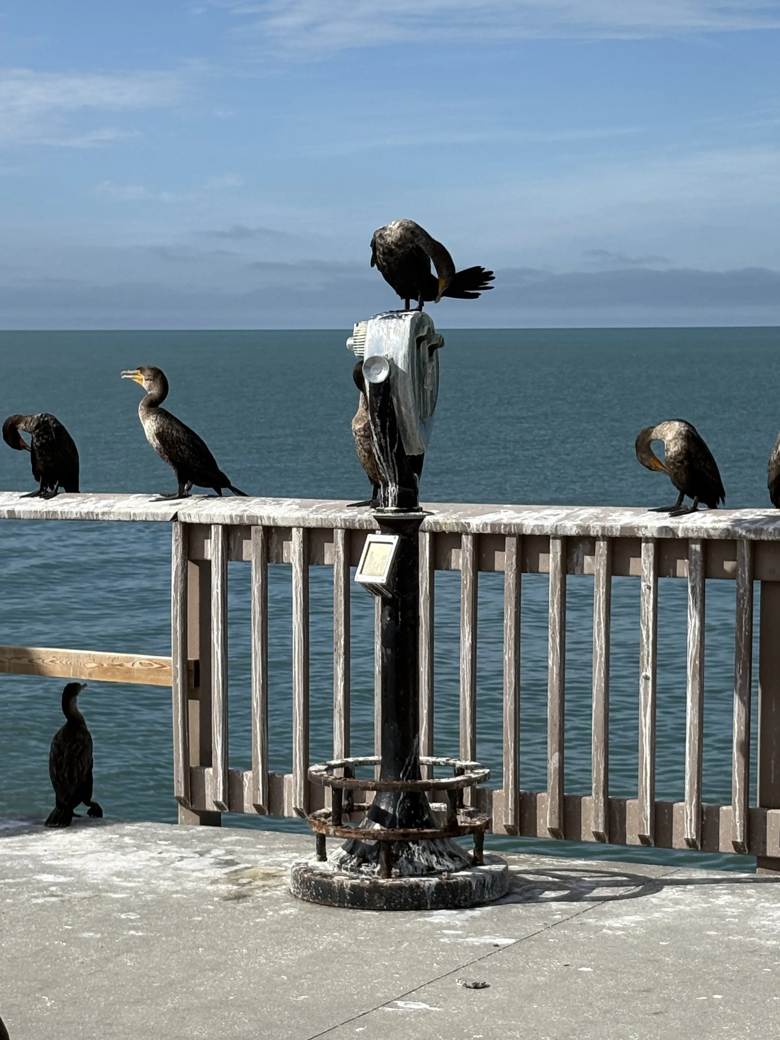 Perfection of the Mind and Other Reasons to Meditate