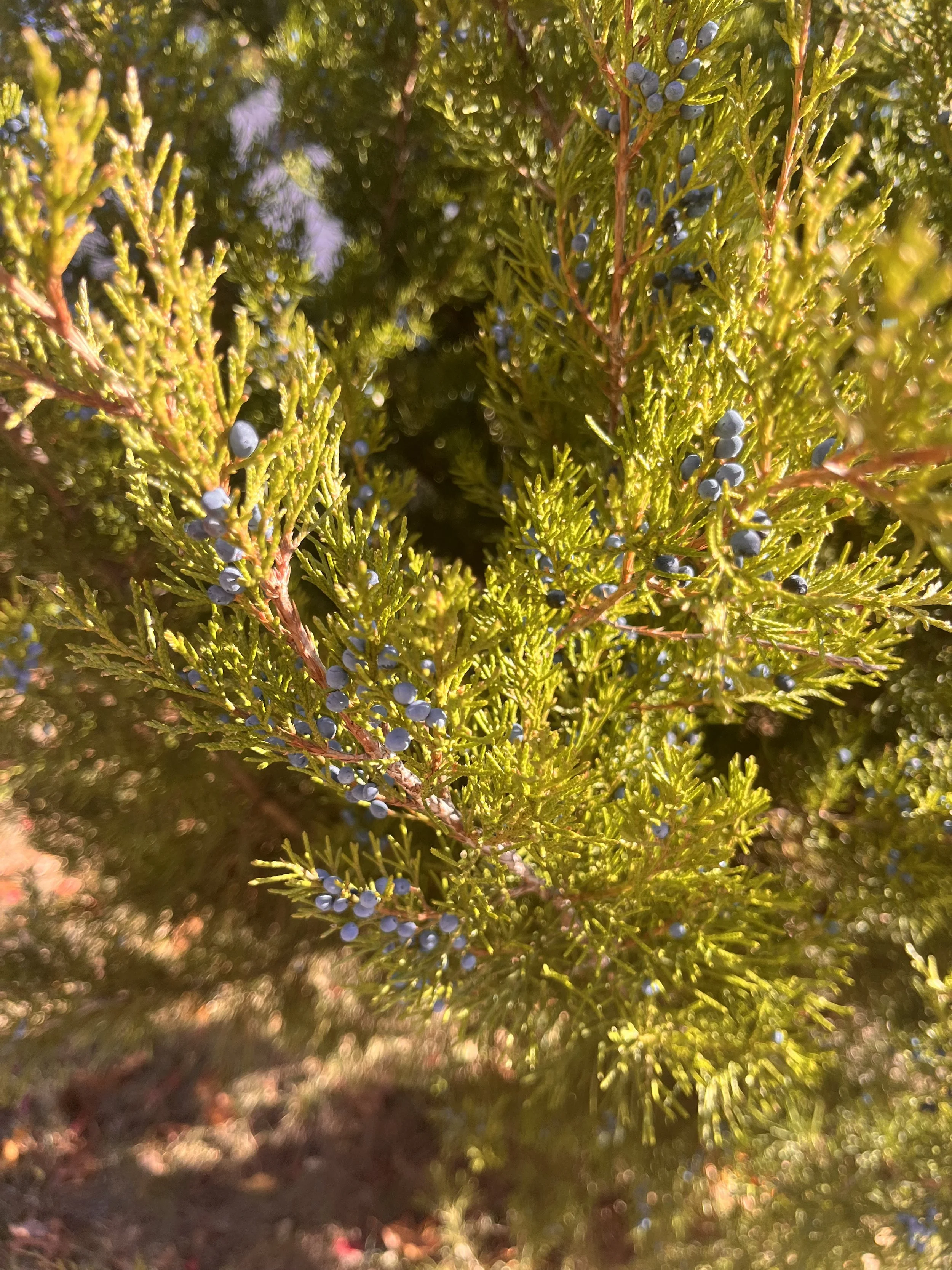 The Beast of Grief (and how Yoga and Meditation Help)