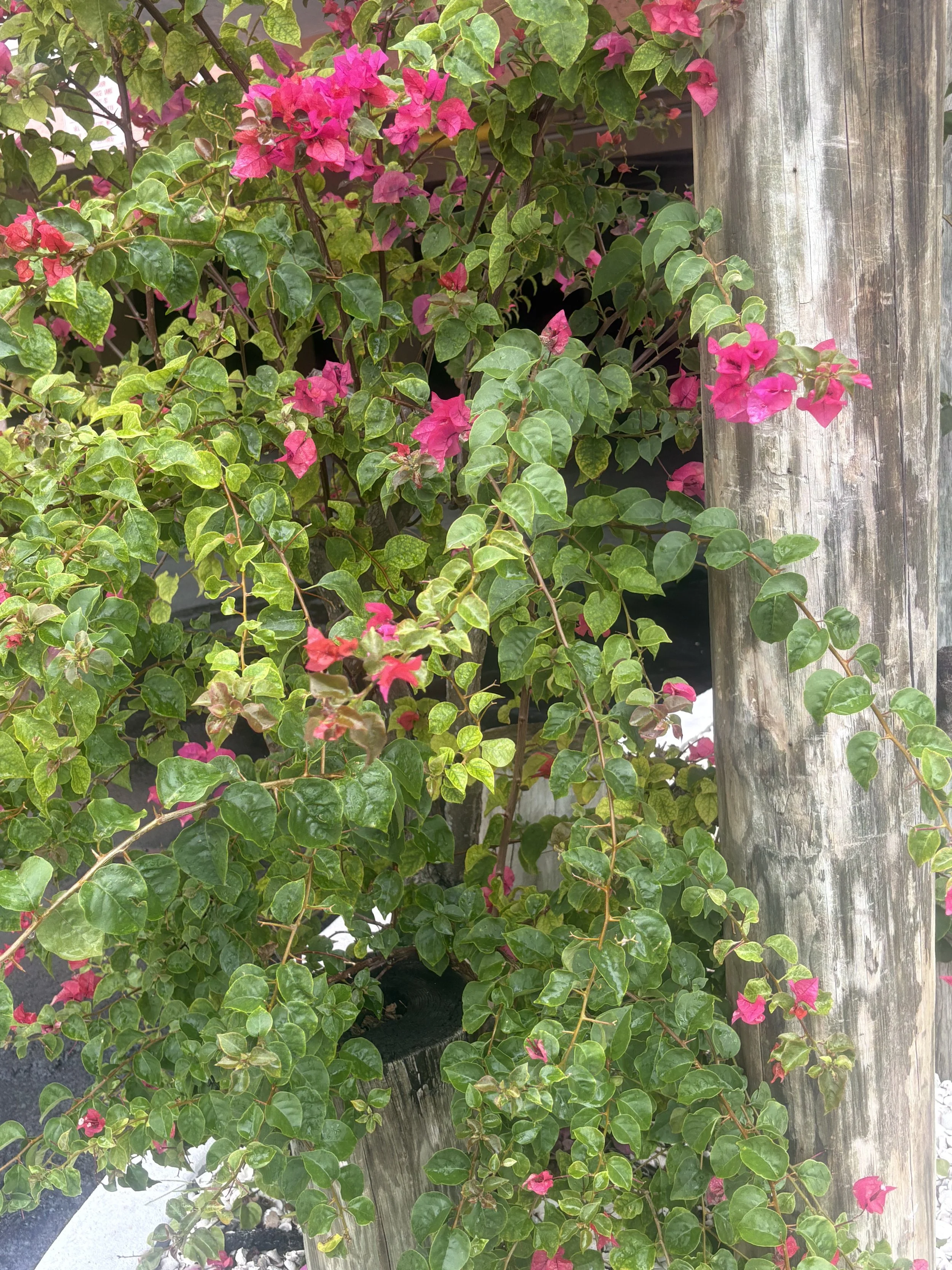 Adapting Meditation Practice to “When the Sh!t Hits the Fan” Times