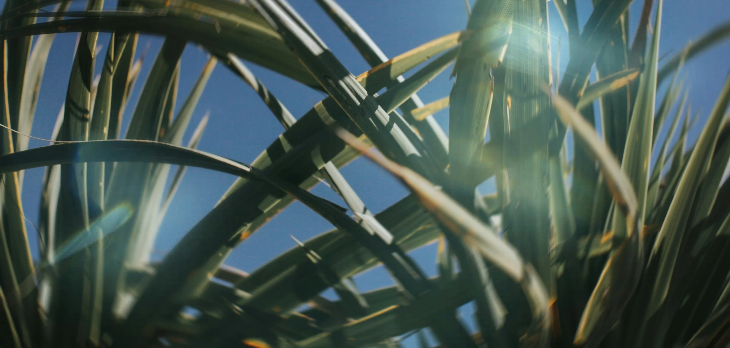 Advocacy Services - extra listings  