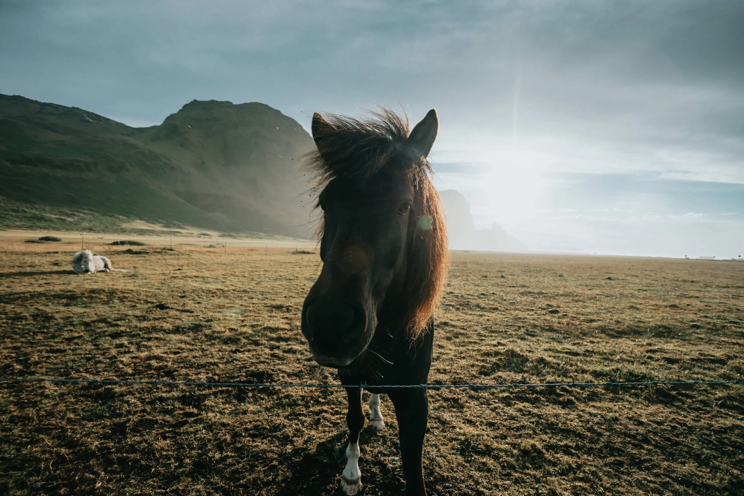 A horse standing in a grassy field with mountains in the background, under a bright sky.