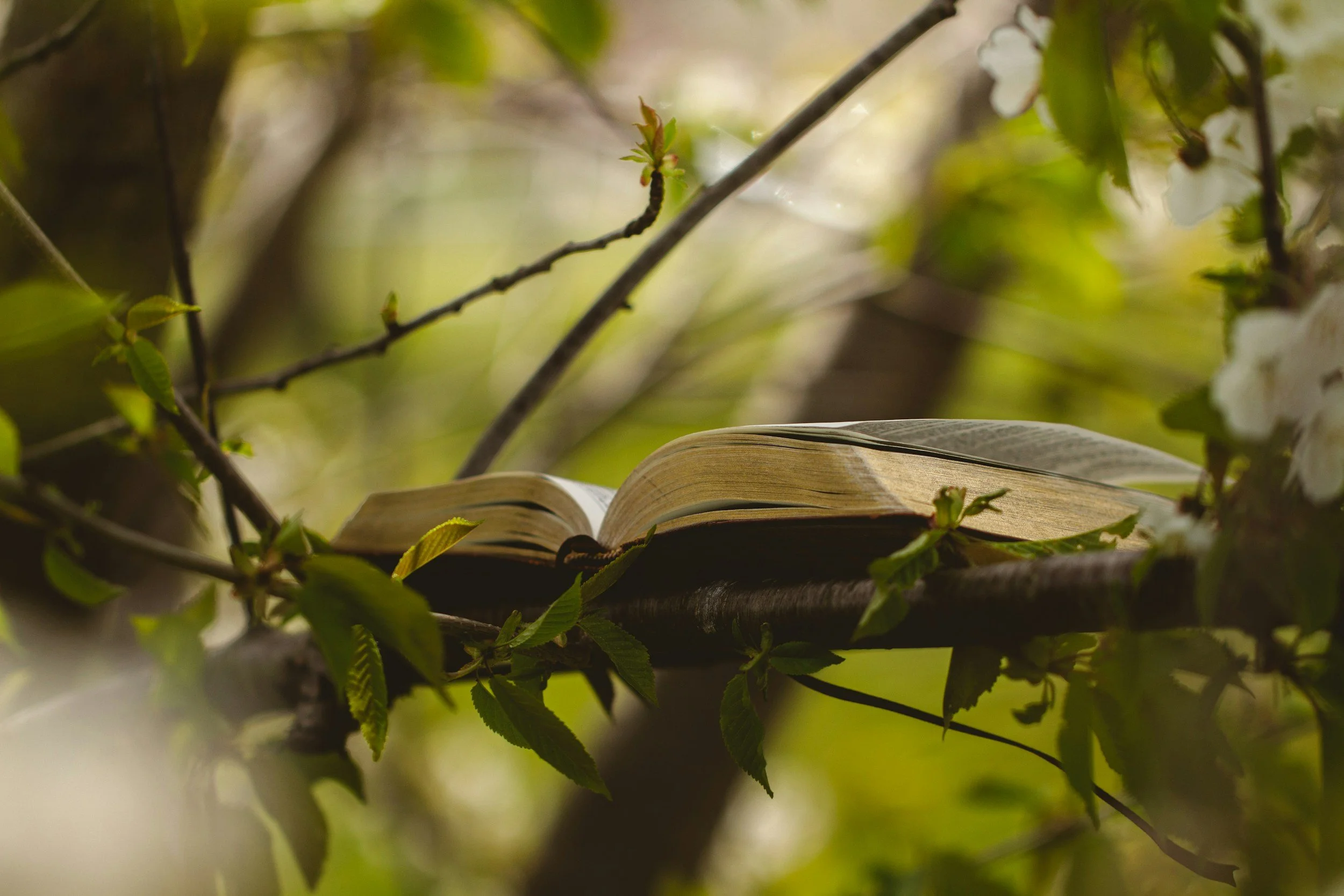 Open book resting on tree branch surrounded by green leaves and blooming white flowers.