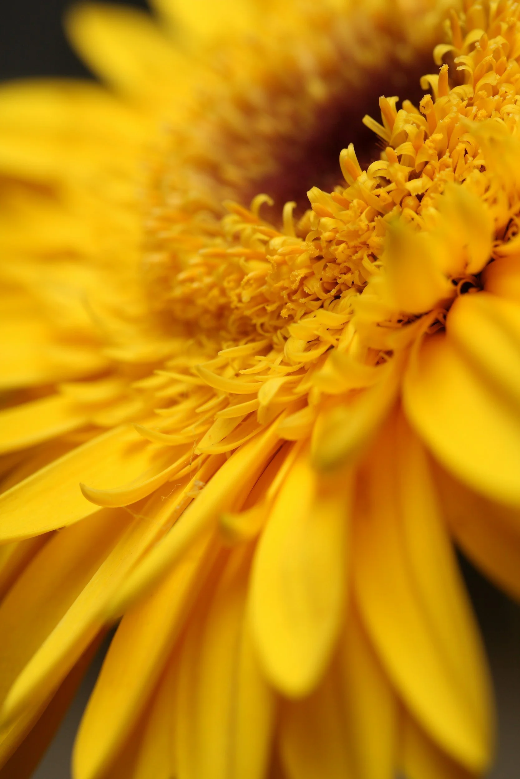 Close-up of a vibrant yellow sunflower, showing detailed yellow petals and central disc florets.