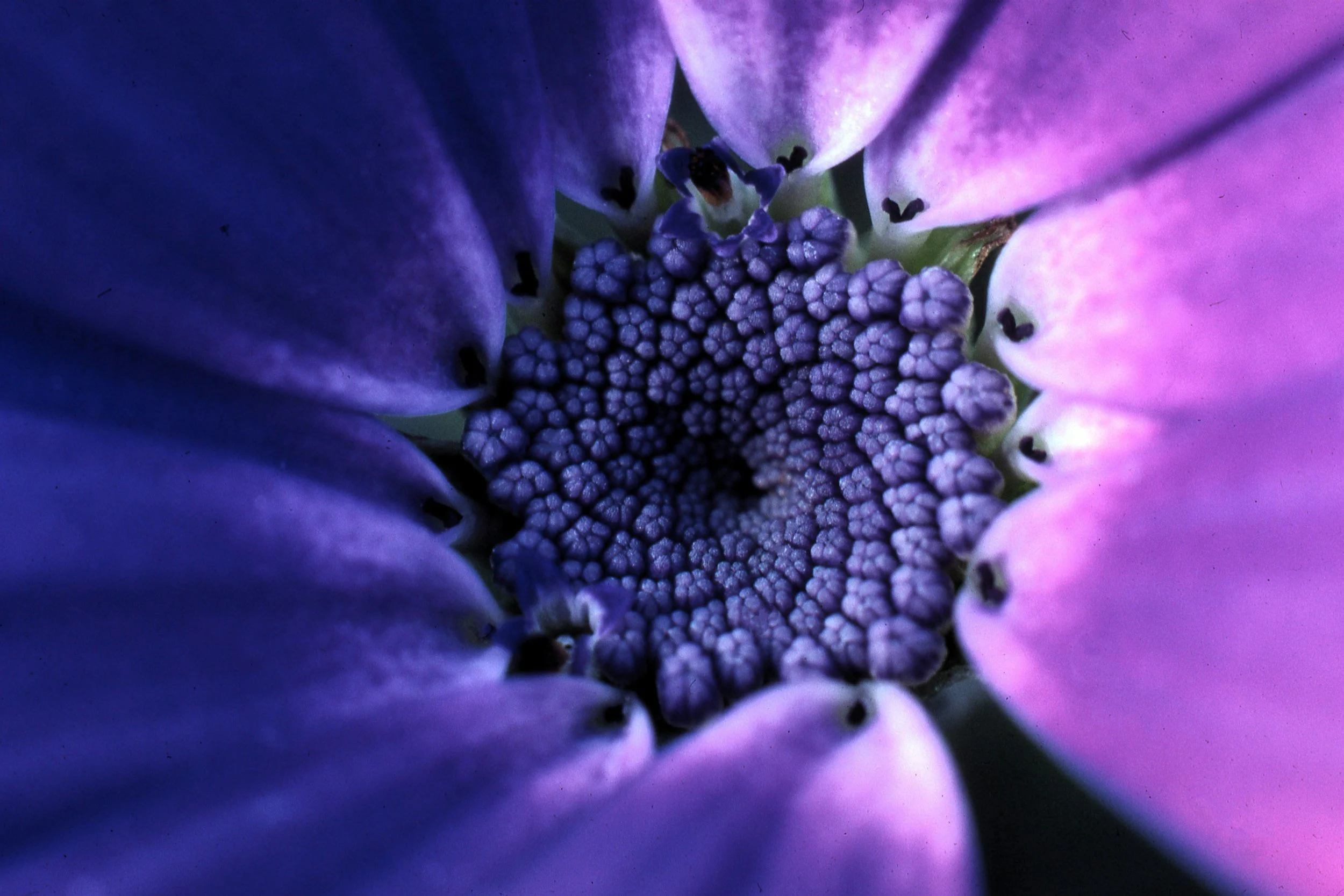 Close-up of a purple and pink flower's center with tiny buds and pistils.