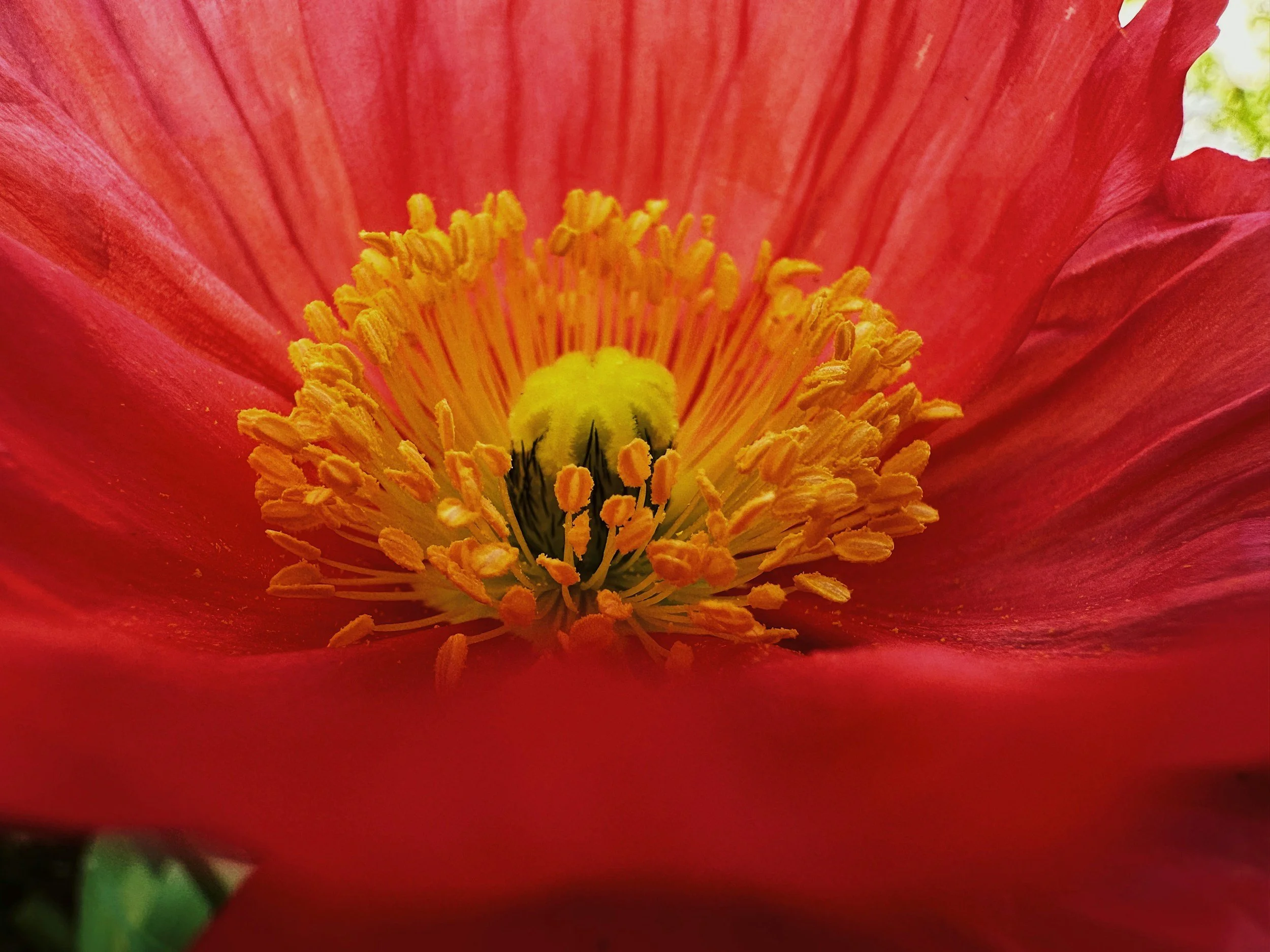 Close-up of the center of a red poppy flower showing yellow stamens and green pistil, with red petals surrounding it.