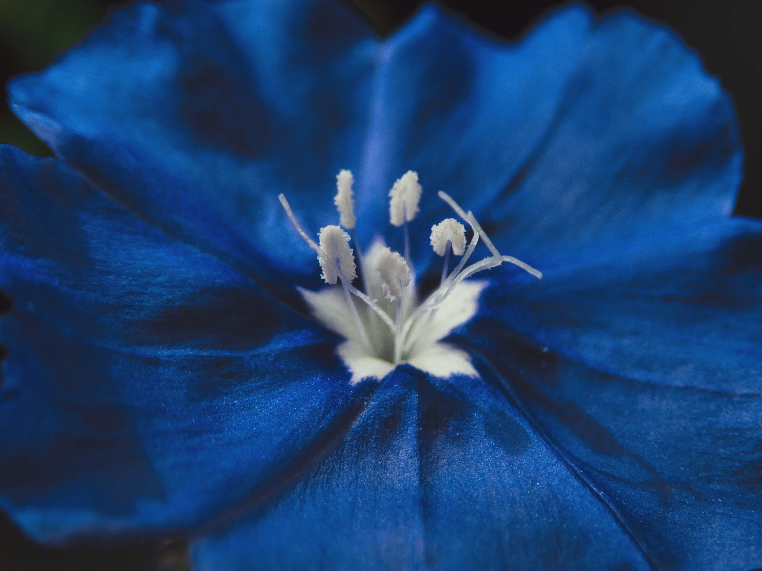 Close-up of a vibrant blue flower, showing detailed white stamens and deep blue petals.