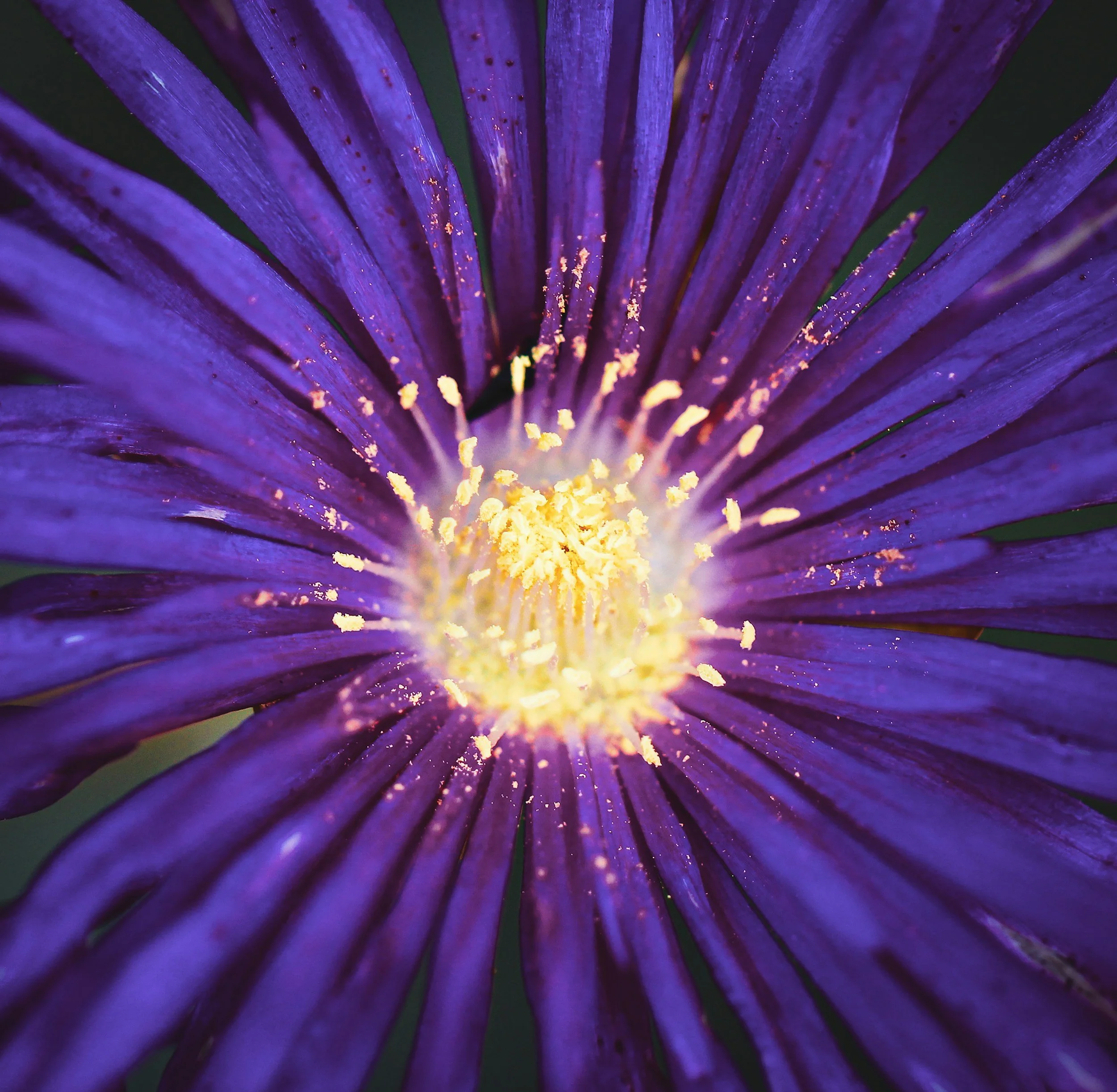 Close-up of a vibrant purple flower with yellow stamens and specks of pollen.