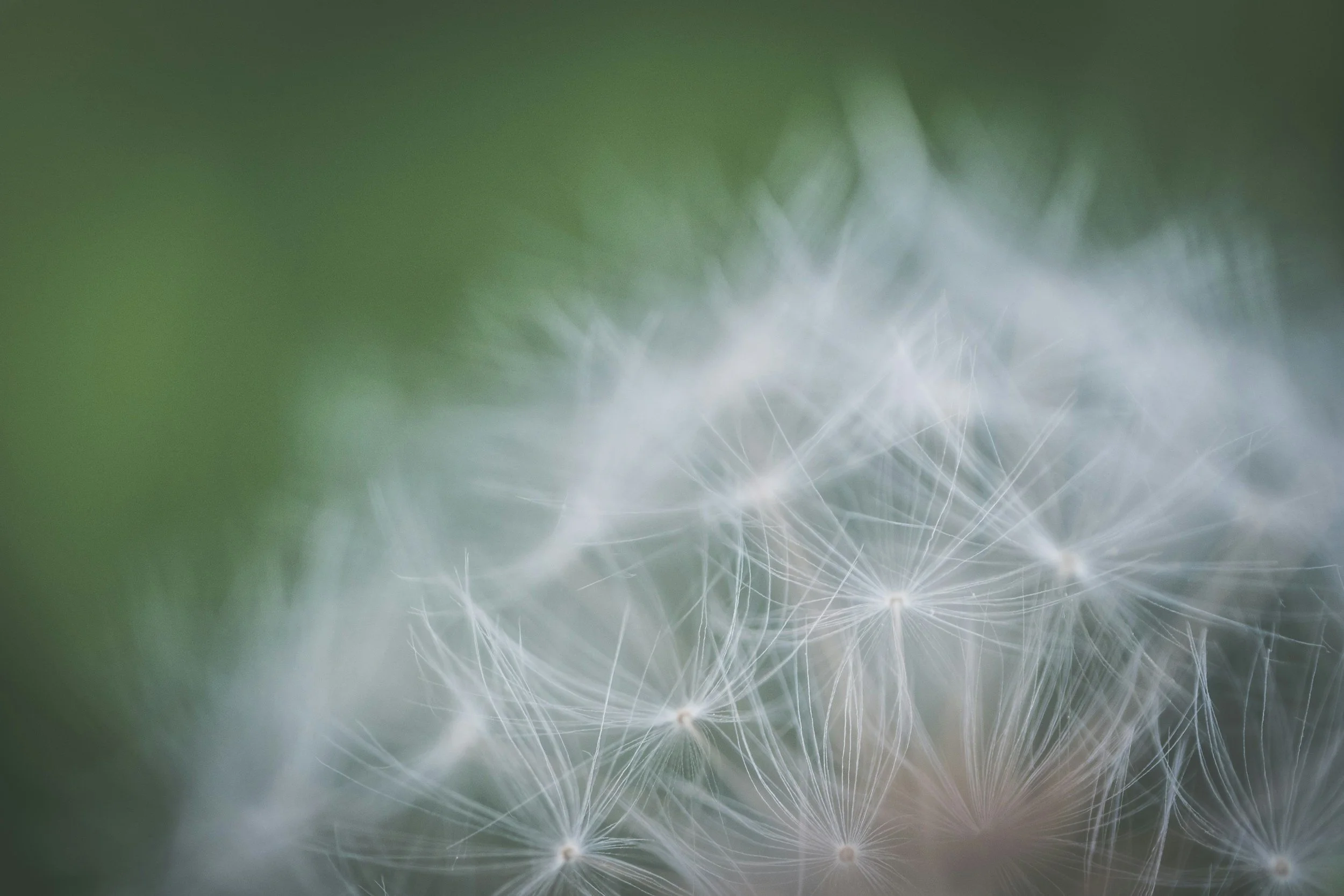 Close-up of a dandelion seed head with soft focus and a green background.