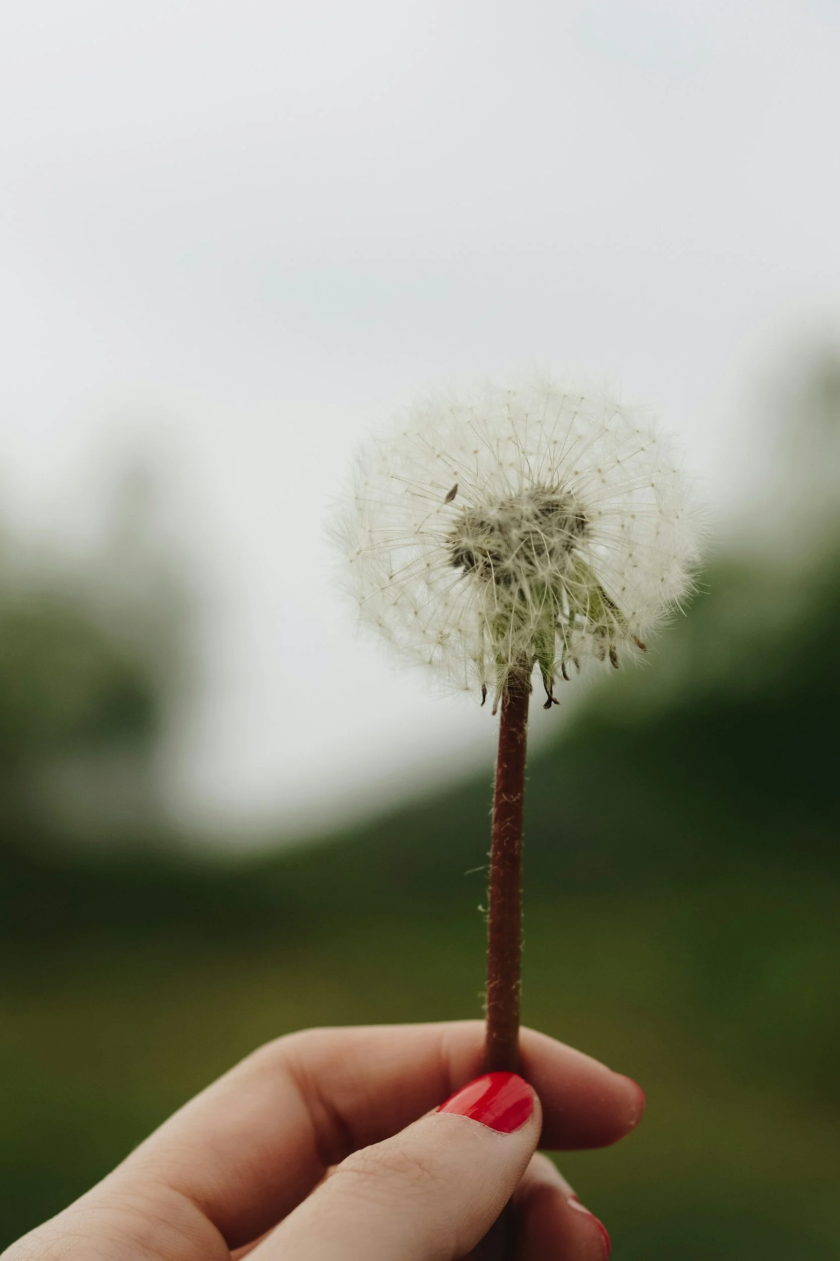 A hand holding a dandelion seed head against a blurred outdoor background.
