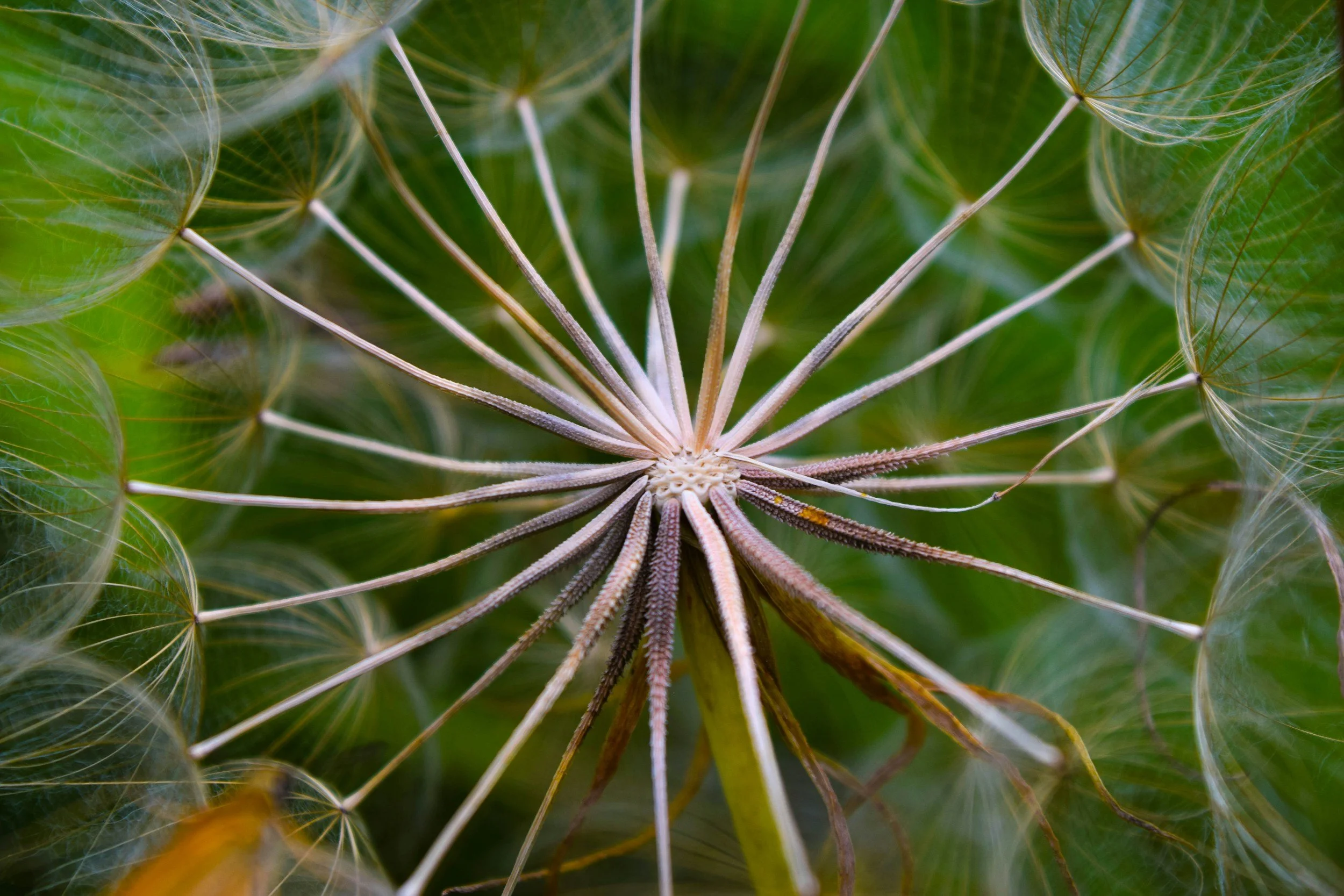 Close-up of a dandelion, radiating tendrils connecting leaves at the center.