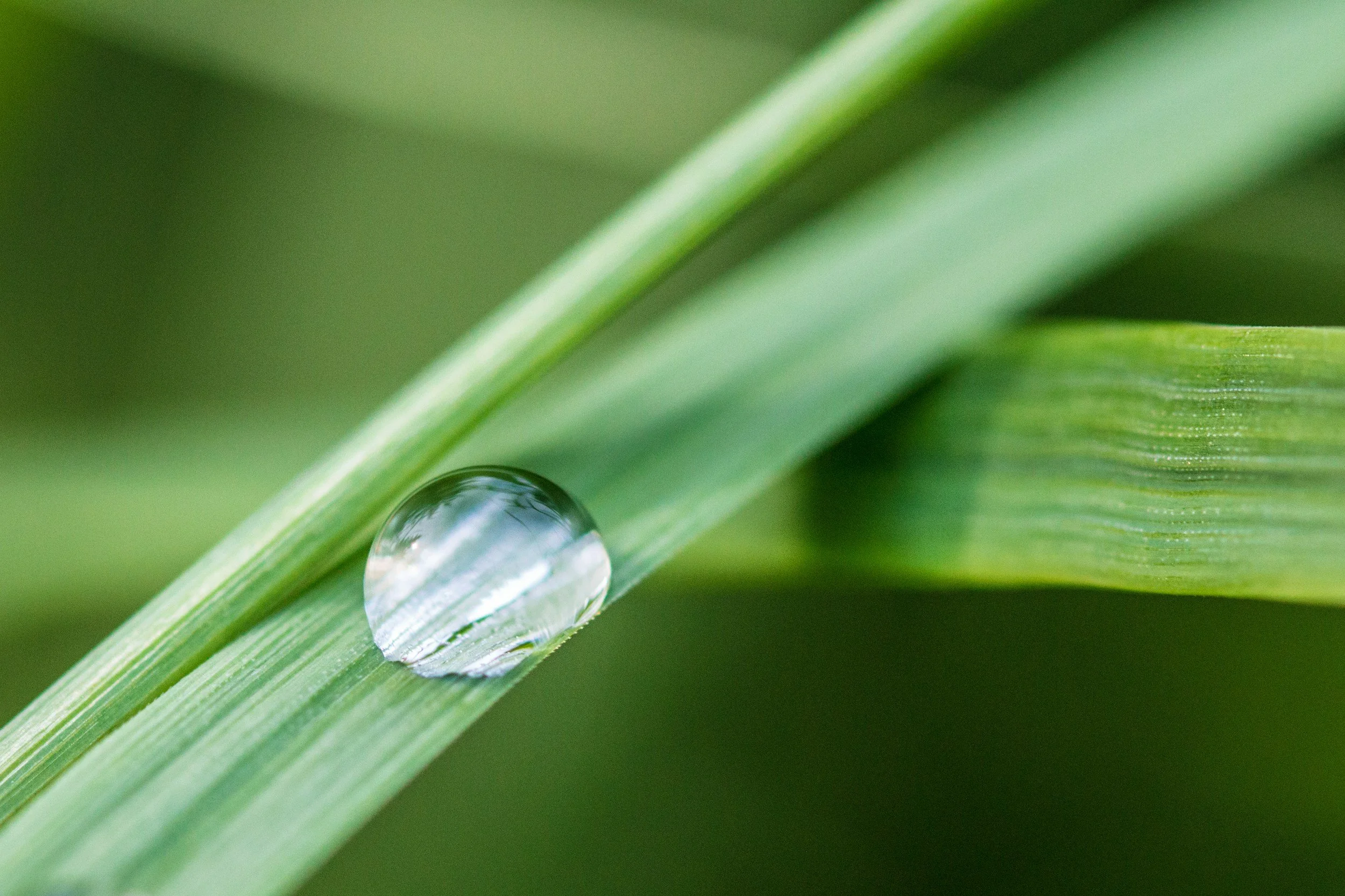 Close-up of a green leaf with a water droplet on it.
