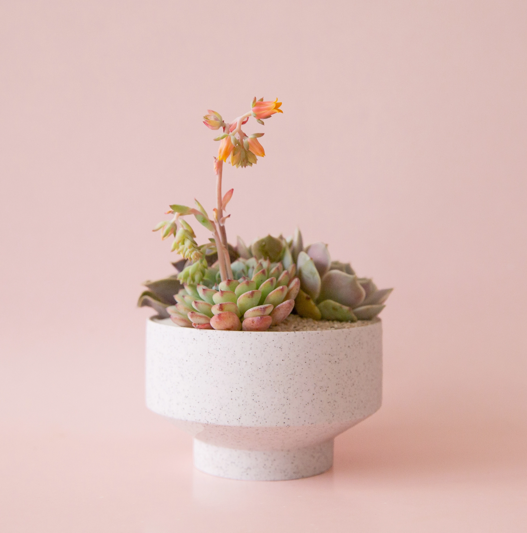 speckeld planter.png