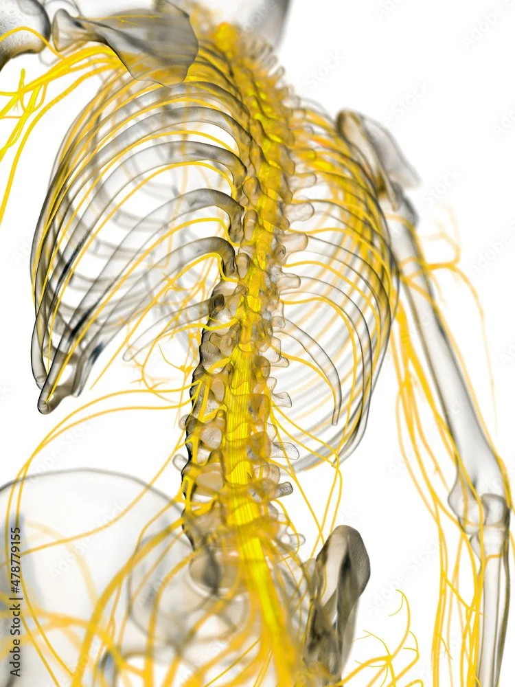 Detailed illustration of the human nervous system highlighting the spinal cord and nerves in yellow, viewed from the back.