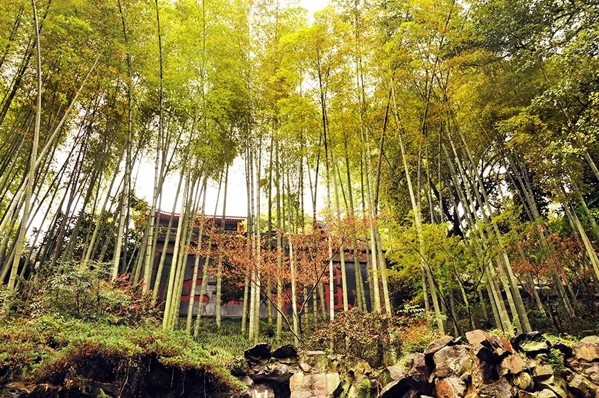 A bamboo forest with tall green bamboo trees, some with reddish leaves, in front of a modern building partially visible among the trees.