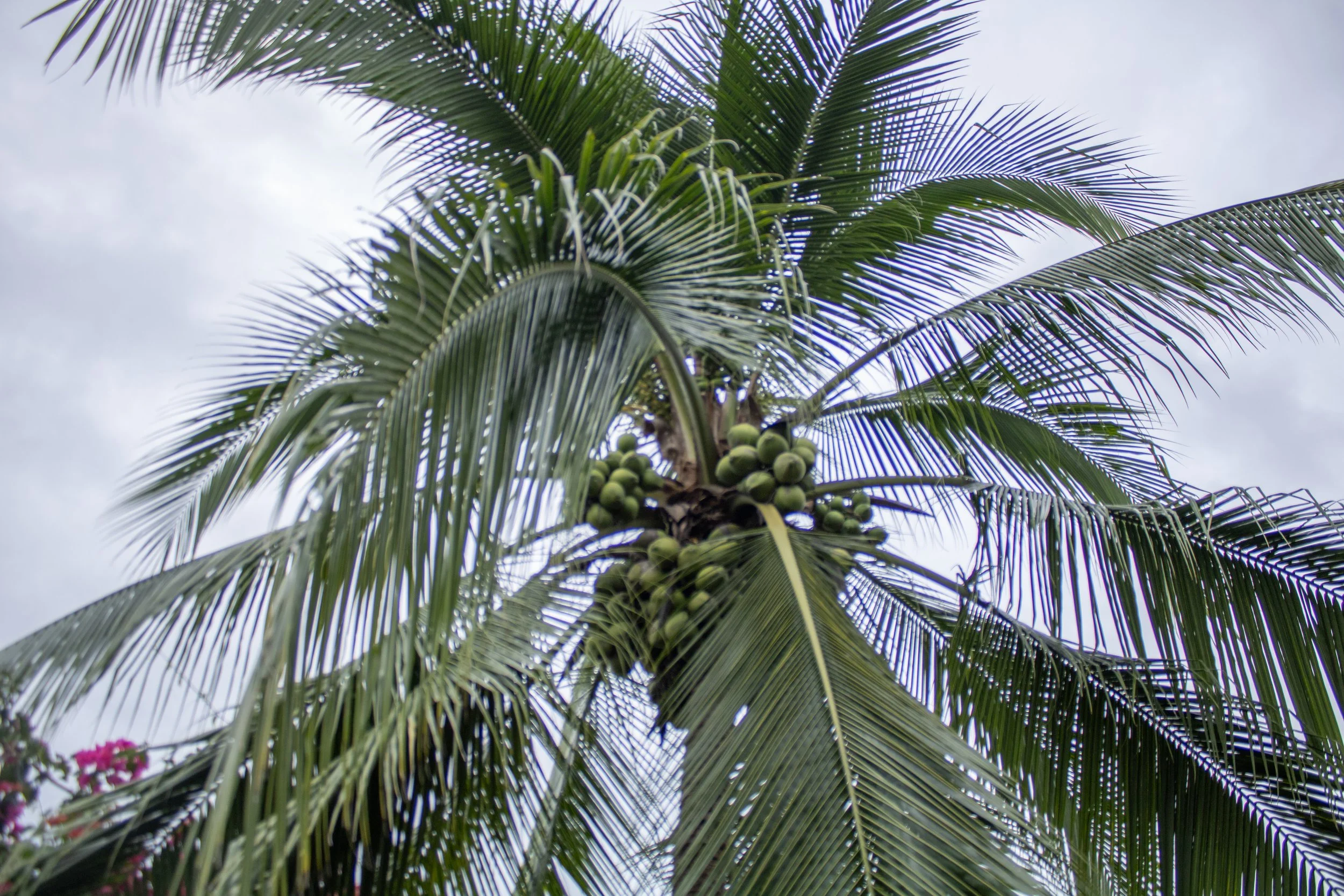Puerto Viejo, Costa Rica. 