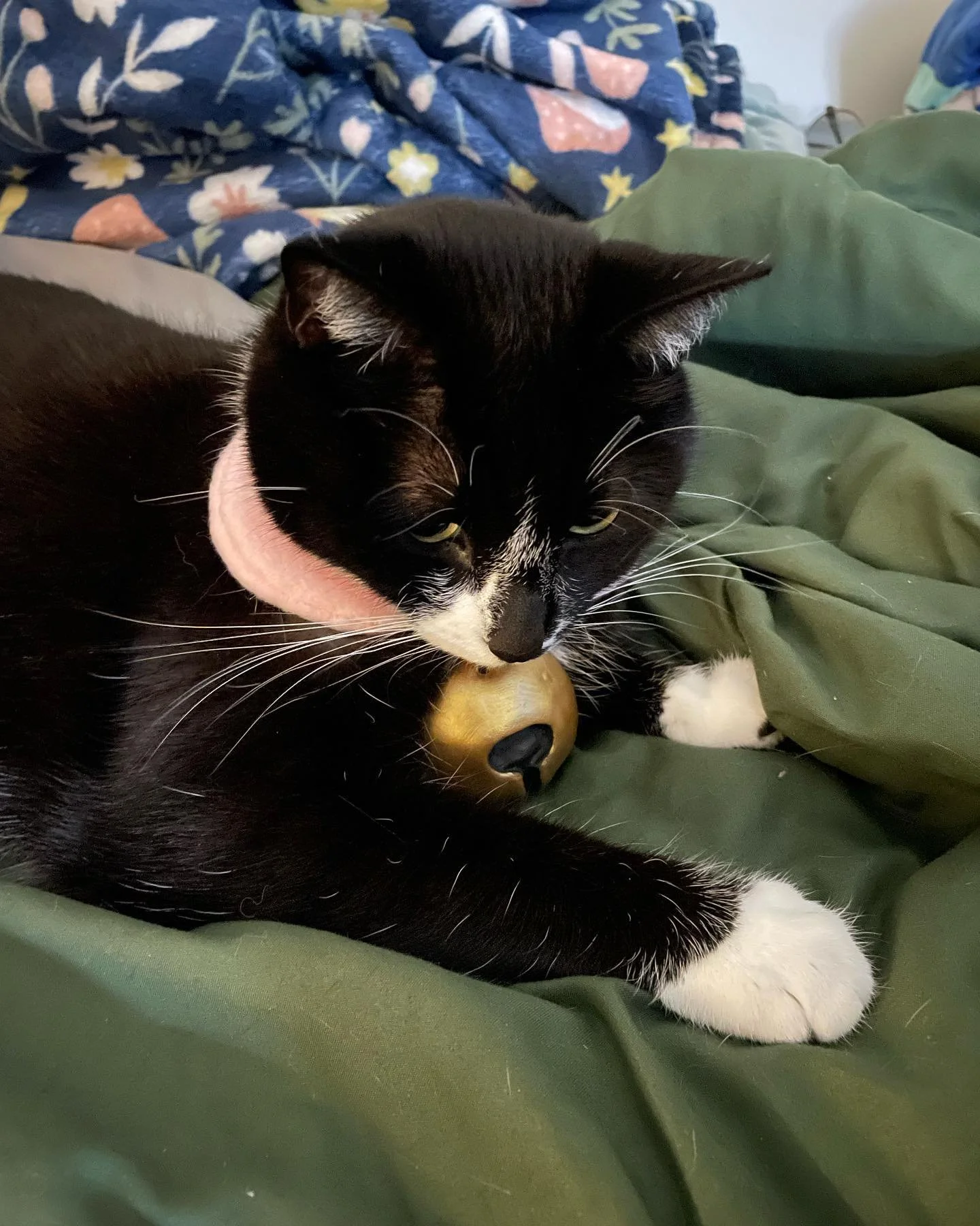 Bee and puppycat collar for my Puppetcat

#beeandpuppycat #cat #catcollar #puppycat