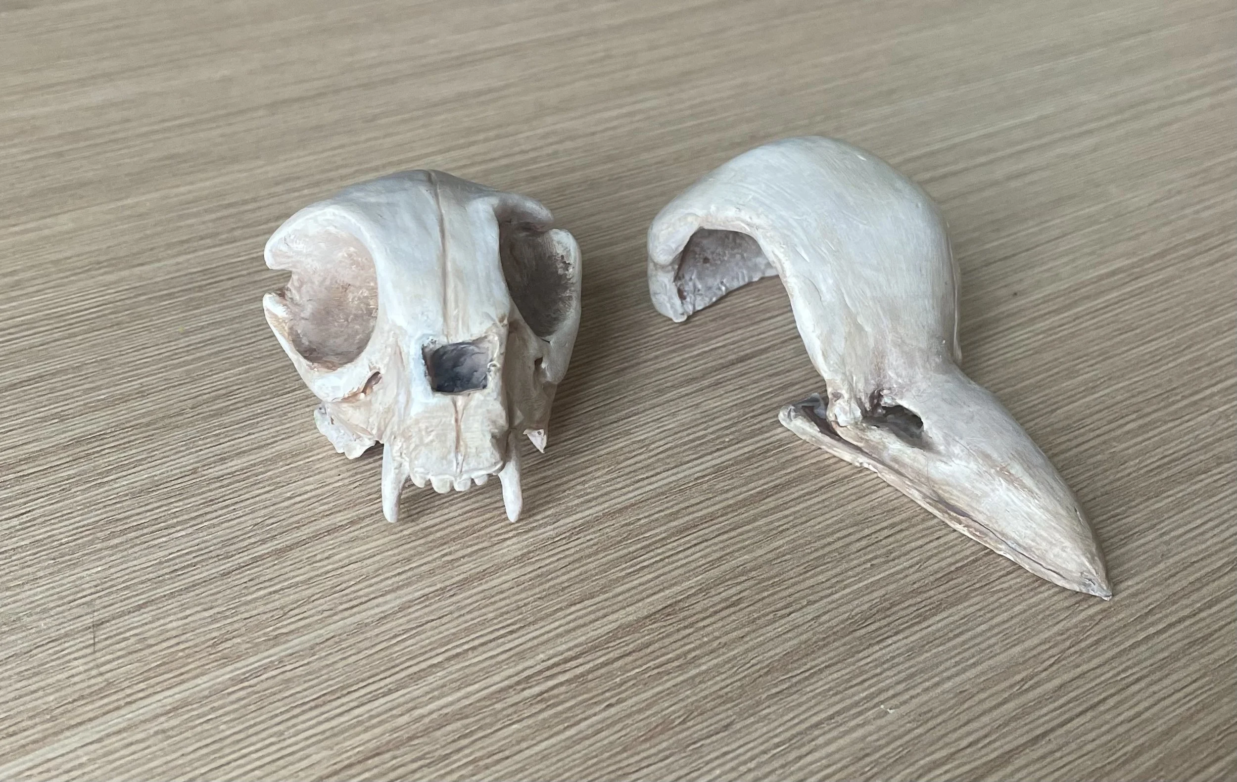 Cat and Bird Skull | Polymer Clay, Acrylic Paint