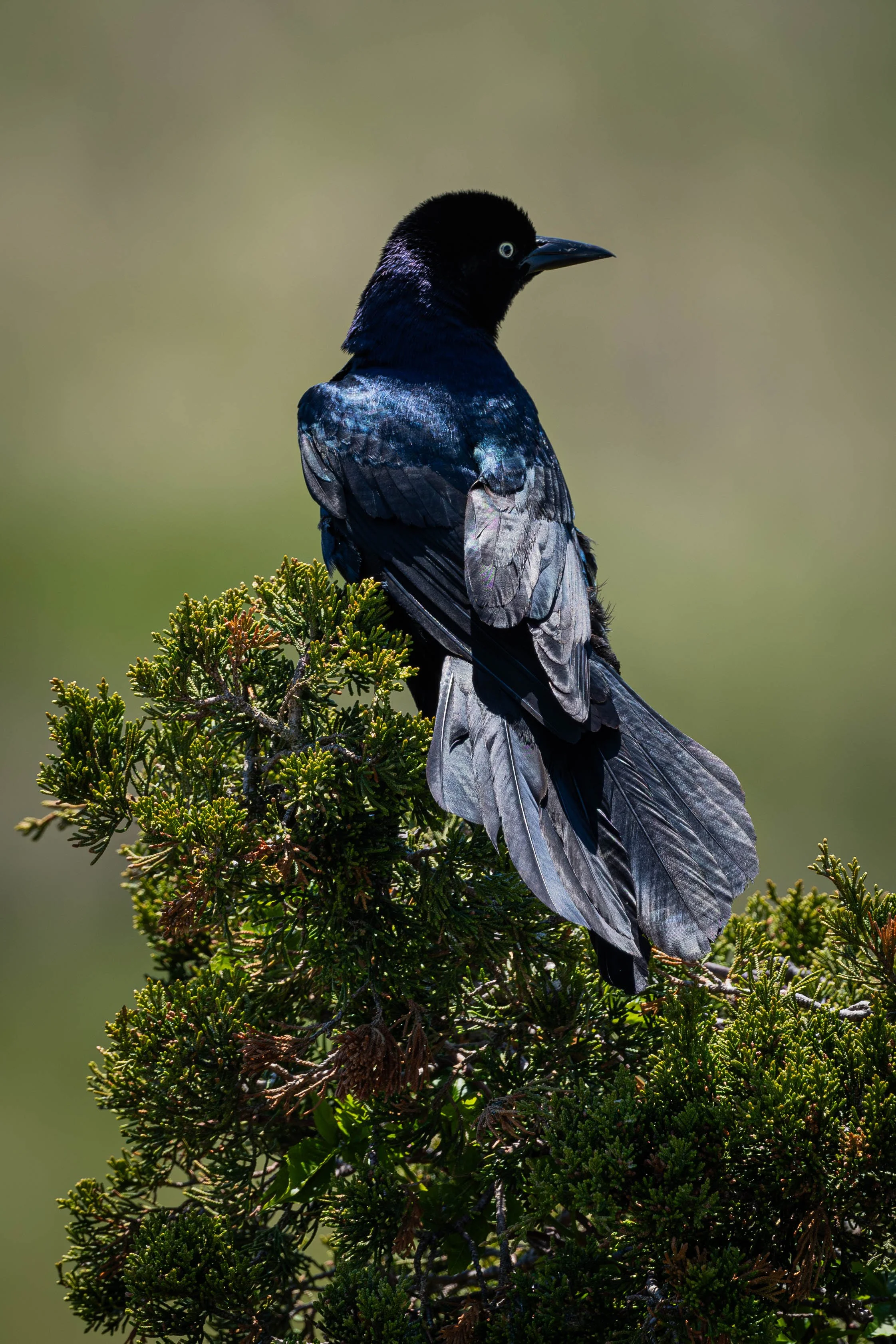DSC_0527.jpg