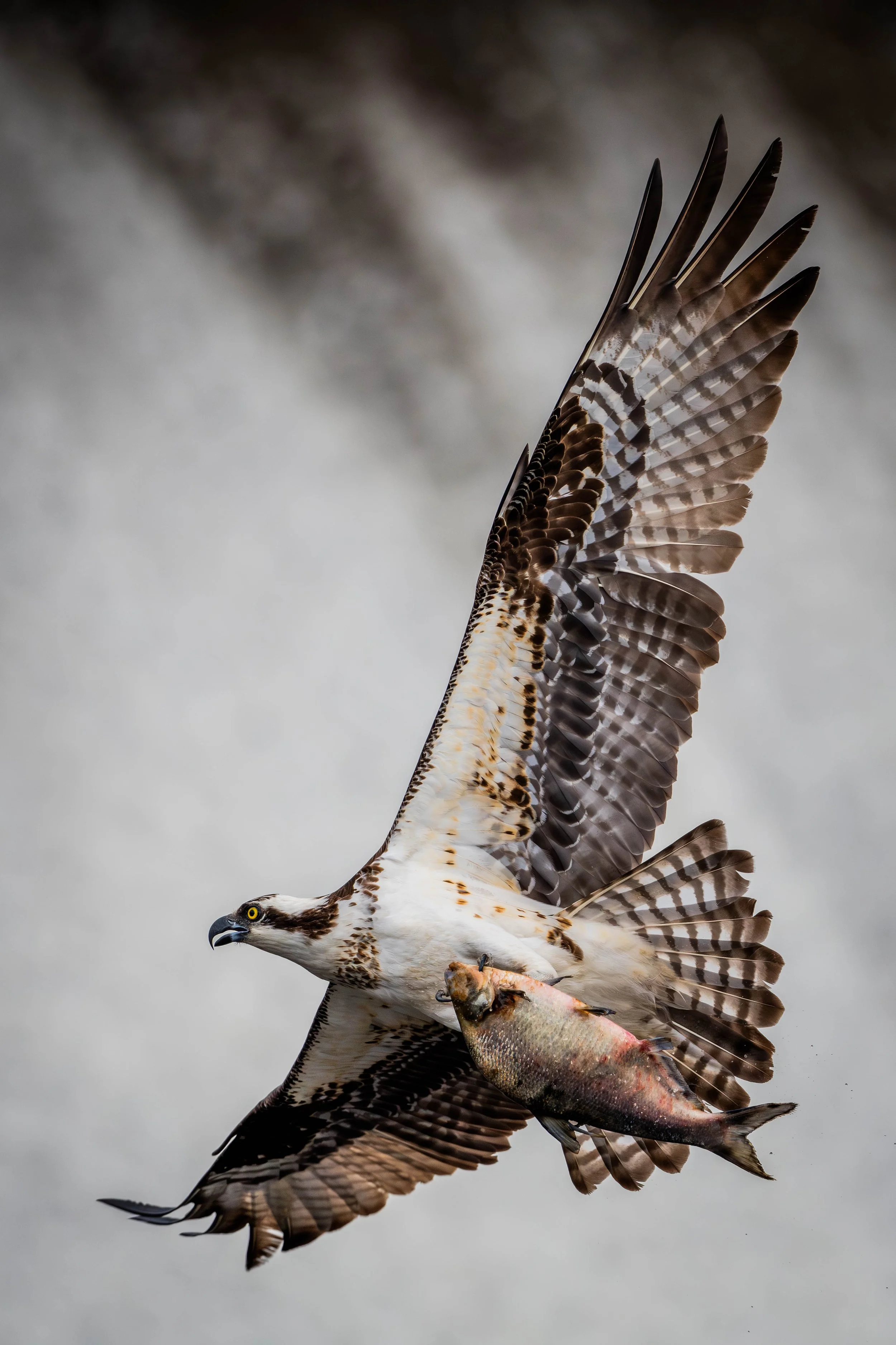DSC_9772.jpg