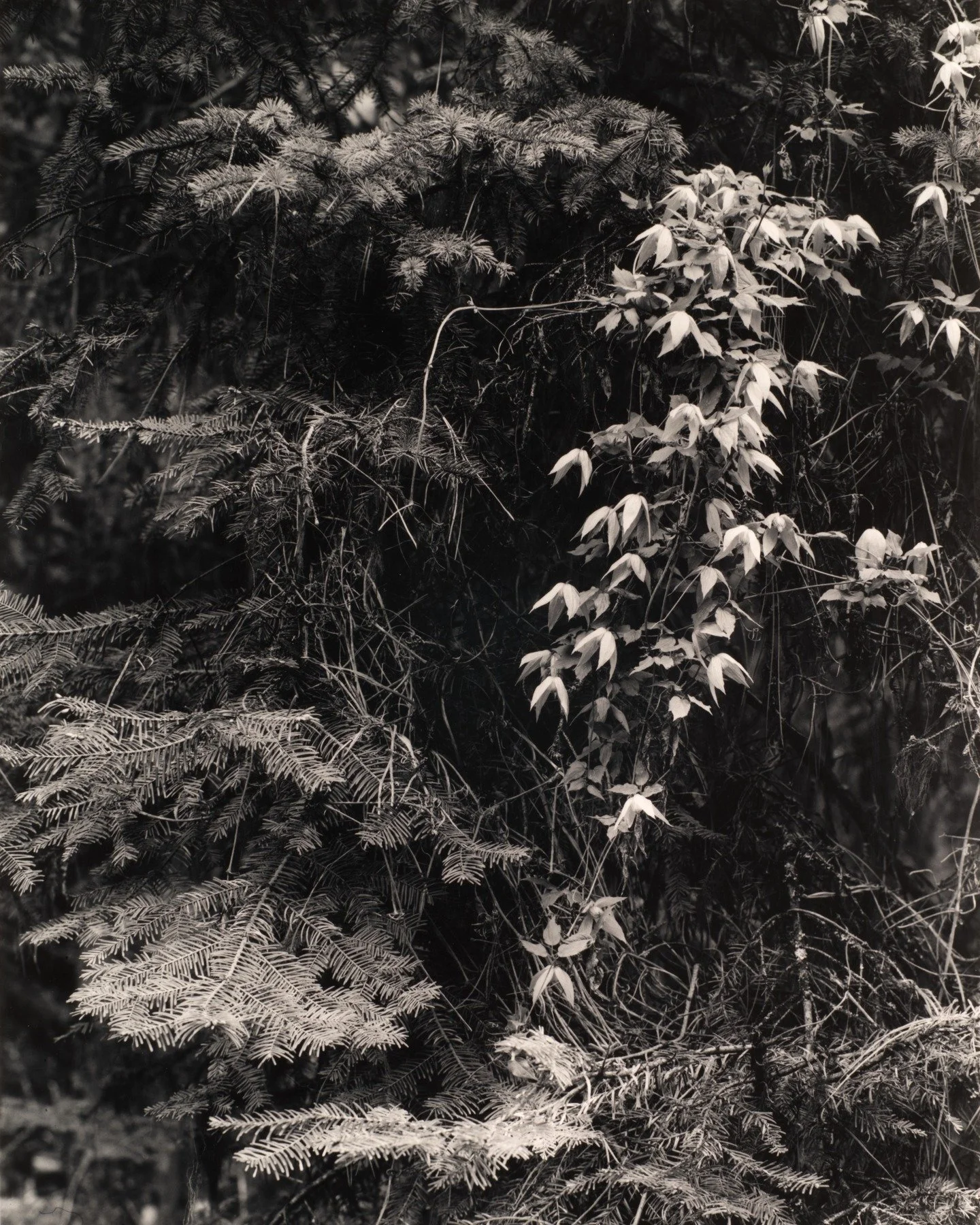 It was raining as I drove up this canyon, searching for a campsite. Large pine trees clustered the sides of the road, with the canopy extending overhead. Failing to find an angle for a particular tree, I drove past this Clematis vine, and immediately