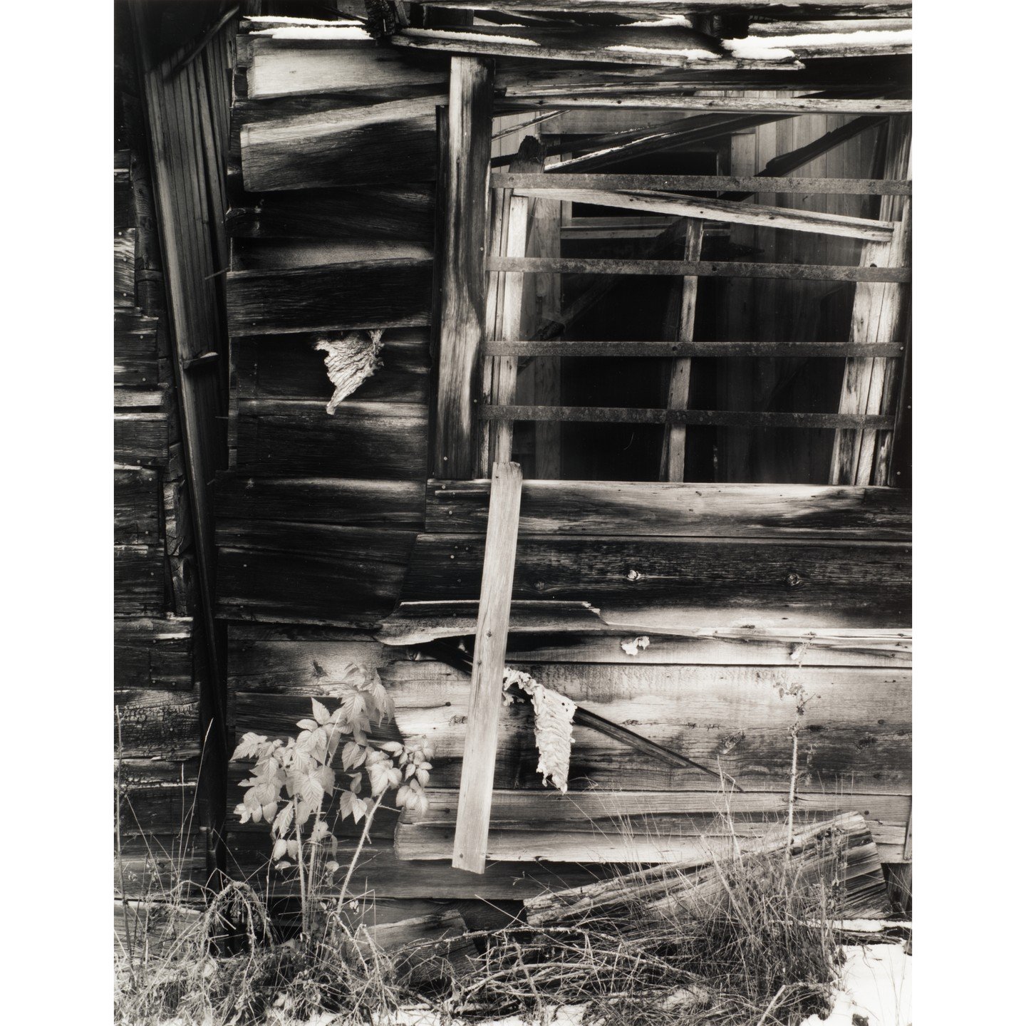The raspberries really caught my eye with this scene. There was just something about the overtaking of a decaying cabin in a ghost town in Western Montana that compelled me to photograph it.

This was made using an Intrepid 4x5-inch film camera and p