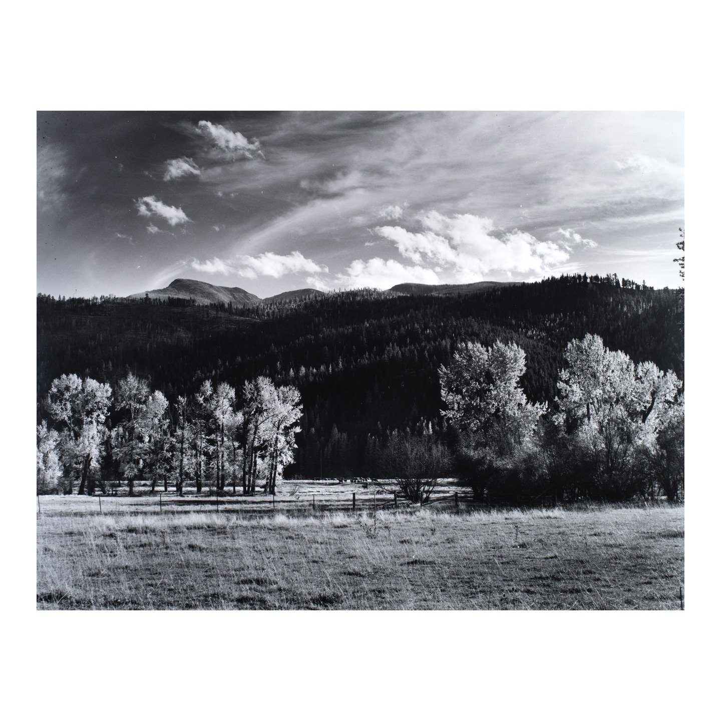 A quick glance over my shoulder before pulling back on the road caught a small cloud originating between two stands of cottonwoods on the opposite side. Immediately, I cut the engine, grabbed my 4x5 and jogged across the road, trusting that there was