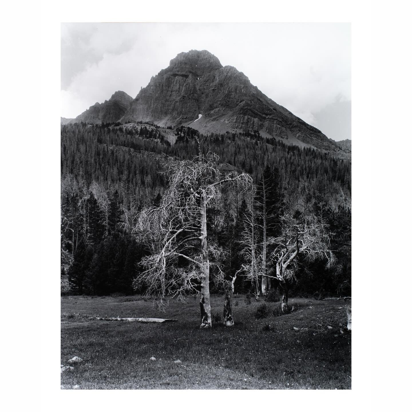 Enduring waves of summer rain storms and a seemingly unending slog through the marshes along the West Fork of the Blacks Fork River, the twisted forms of these trees stood solemnly. 
.
With a break in the rain, and the wind not gusting, I set up my 4