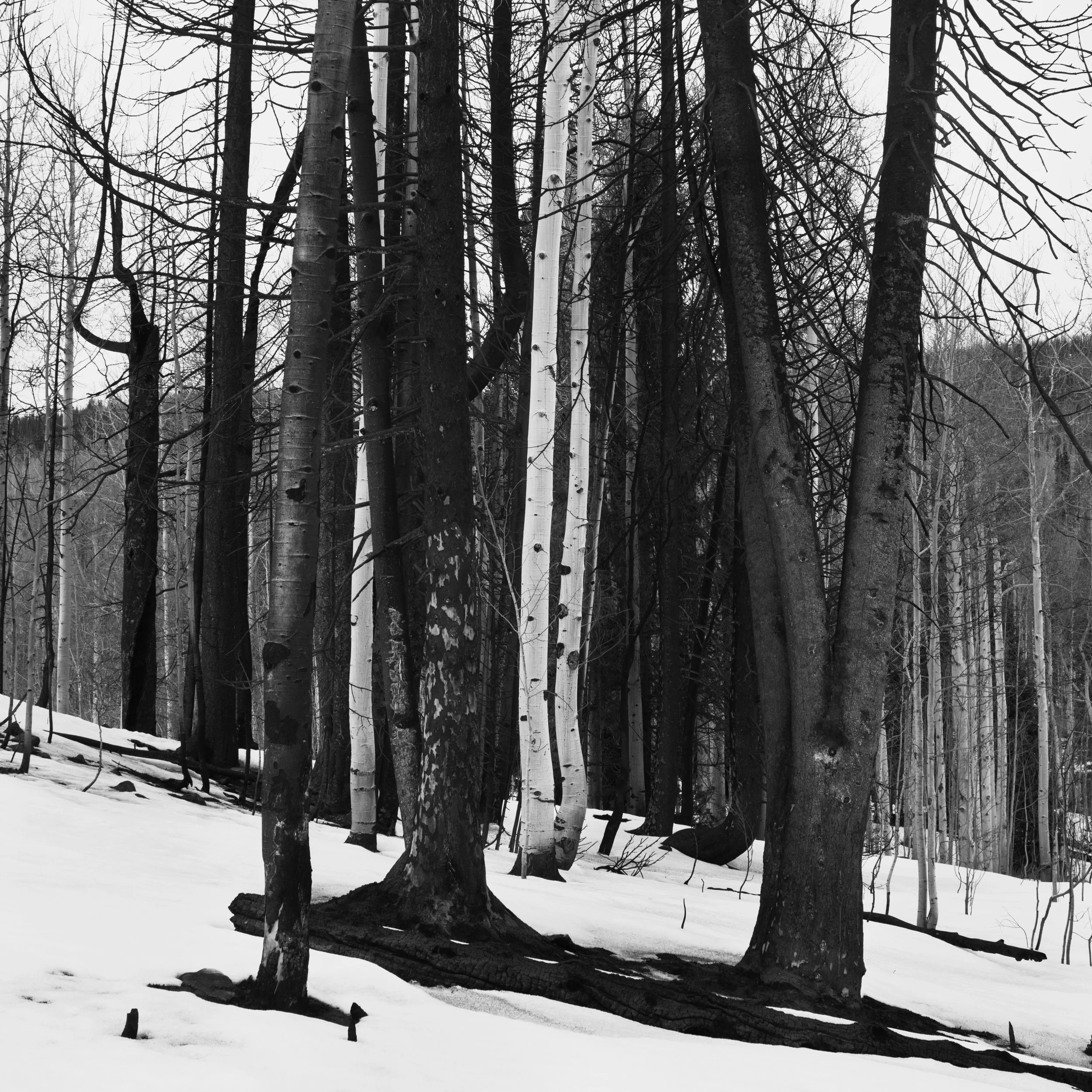 Burned trees at Wolf Creek Pass, Utah