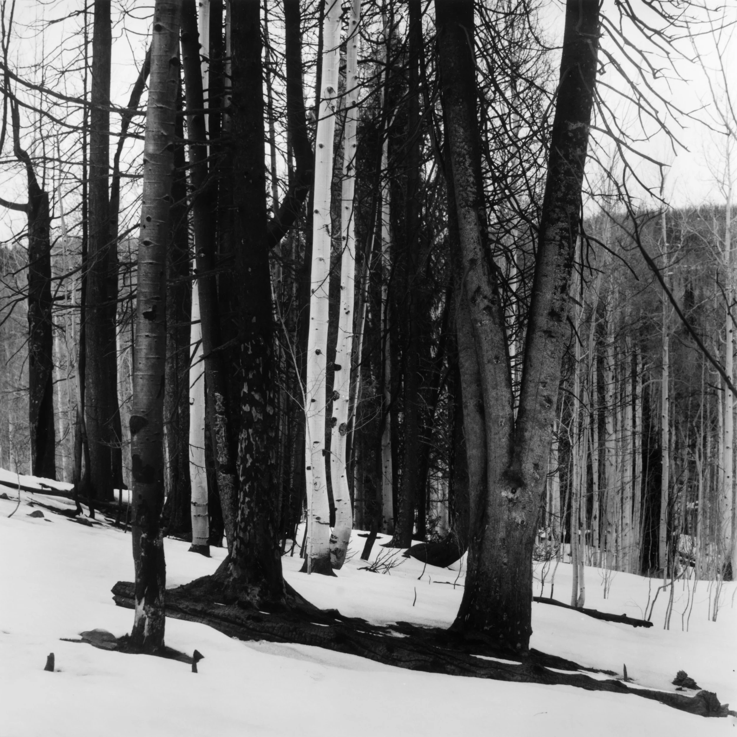 Yellow Lake Burn Scar, Wolf Creek Pass, Utah