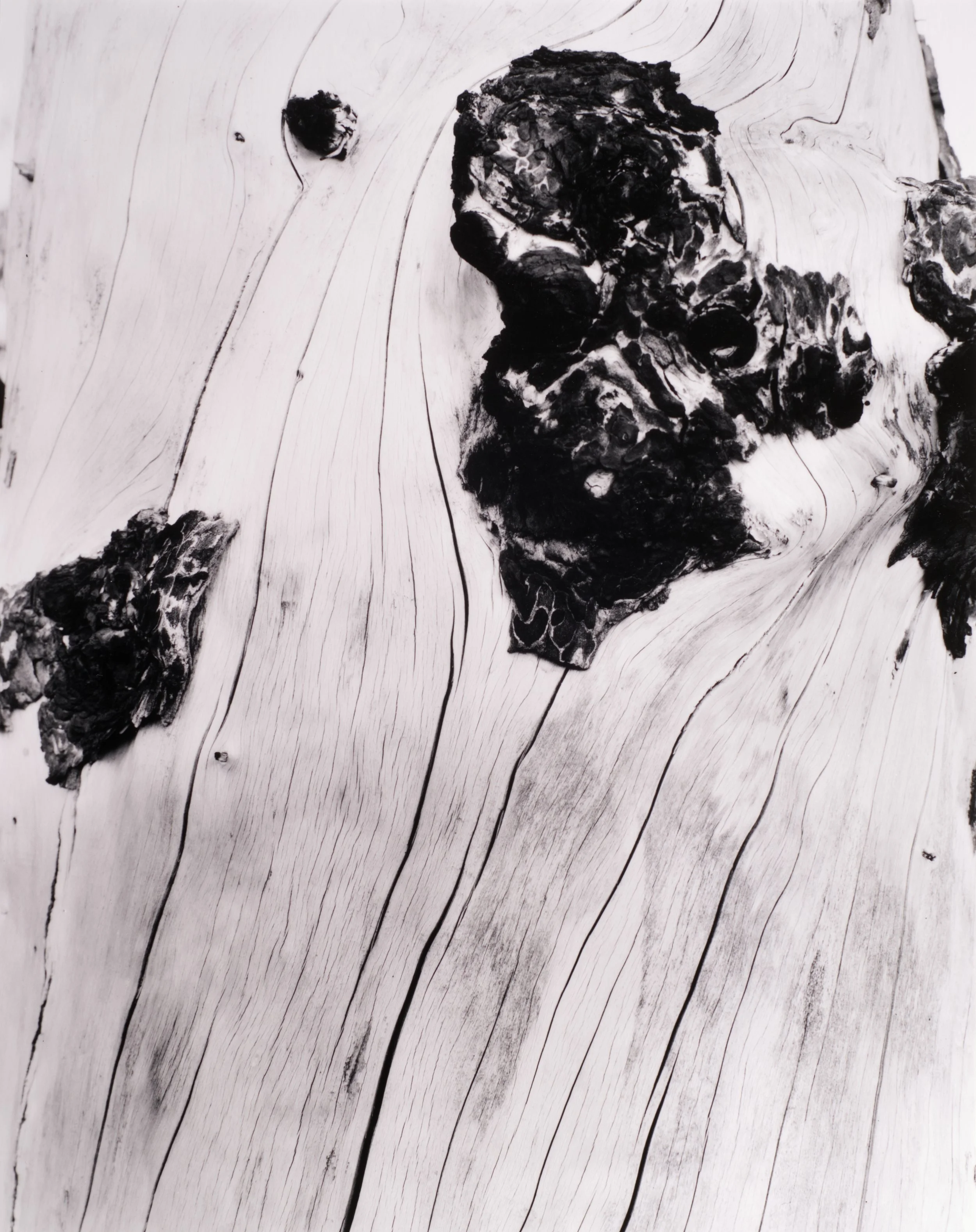 Burned Tree, Bryce Canyon, Utah