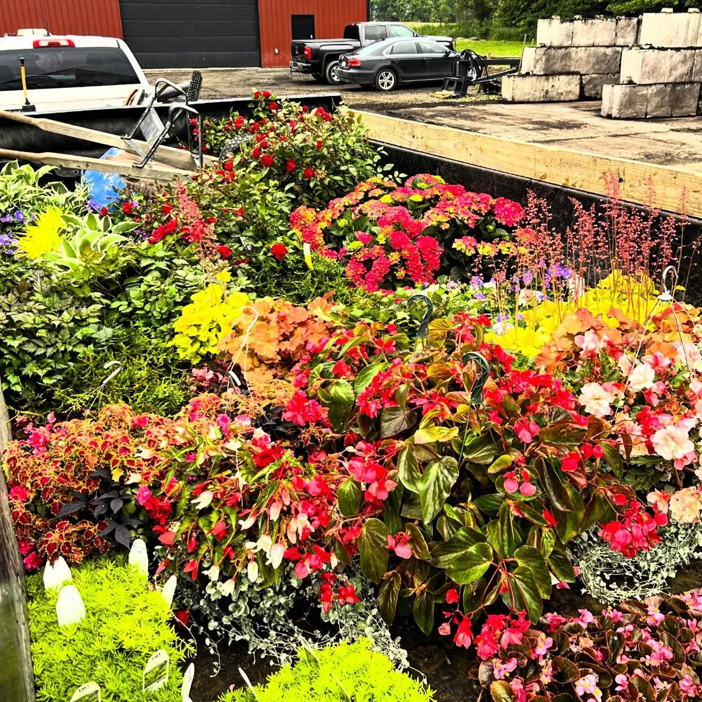 Grow big or go home.  Our little flower factory won&rsquo;t disappoint. #goodtimes

#annualsandperennials
#flowerbomb
#dirtroadnursery 
#resourceoverretail 
#letsgethorticultural 
#livelovelandscape 
#westfremontindiana