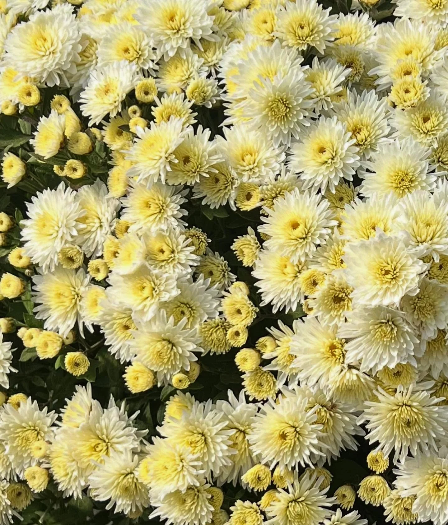 🚨🚨🚨 FLASH SALE! 30 beauties left in the bunch- let&rsquo;s get them in some good homes! $5.00 each! Who&rsquo;s in? #goodtimes

#dirtroadnursery
#mums
#resourceoverretail
#letsgethorticultural 
#westfremontindiana