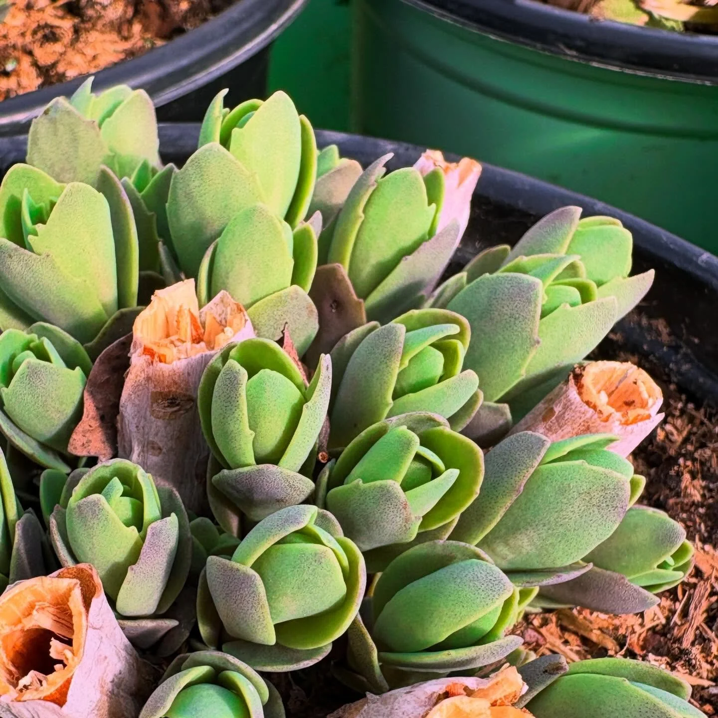 Some of our friends couldn&rsquo;t wait any longer&hellip;and the best part? They&rsquo;re gonna stay awhile to welcome you back. #goodtimes

#Springhassprung
#dirtroadnursery 
#letsgethorticultural 
#resourceoverretail