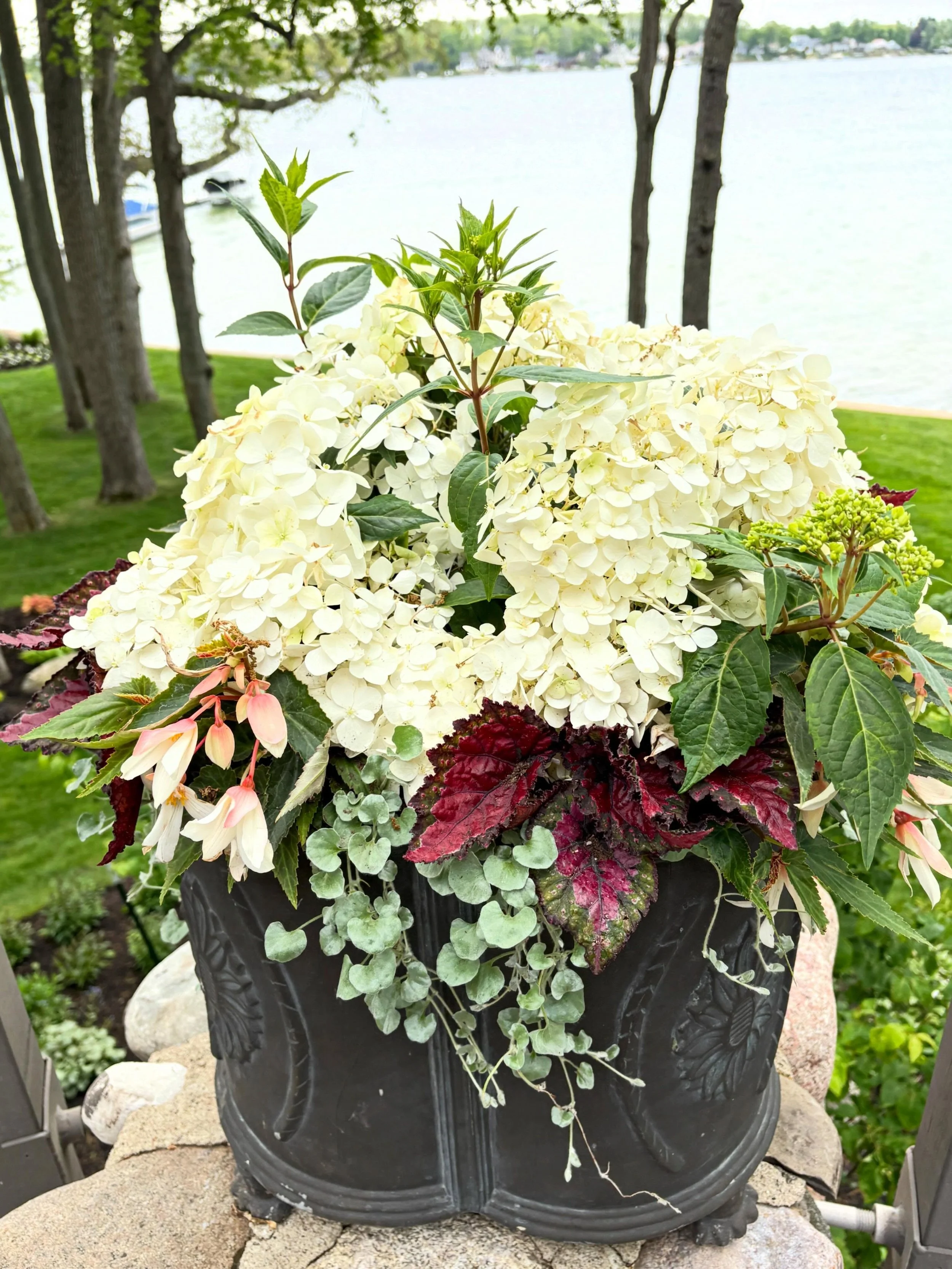 ✨Wowza! This bride could launch 1,000 boats and make Memorial Day lakers blush with envy. Come and meet her, only in West Fremont. #goodtimes 

@provenwinners

#FairytrailBrideHydrangea
#DirtRoadNursery
#LetsGetHorticultural
#ResourceOverRetail
westf