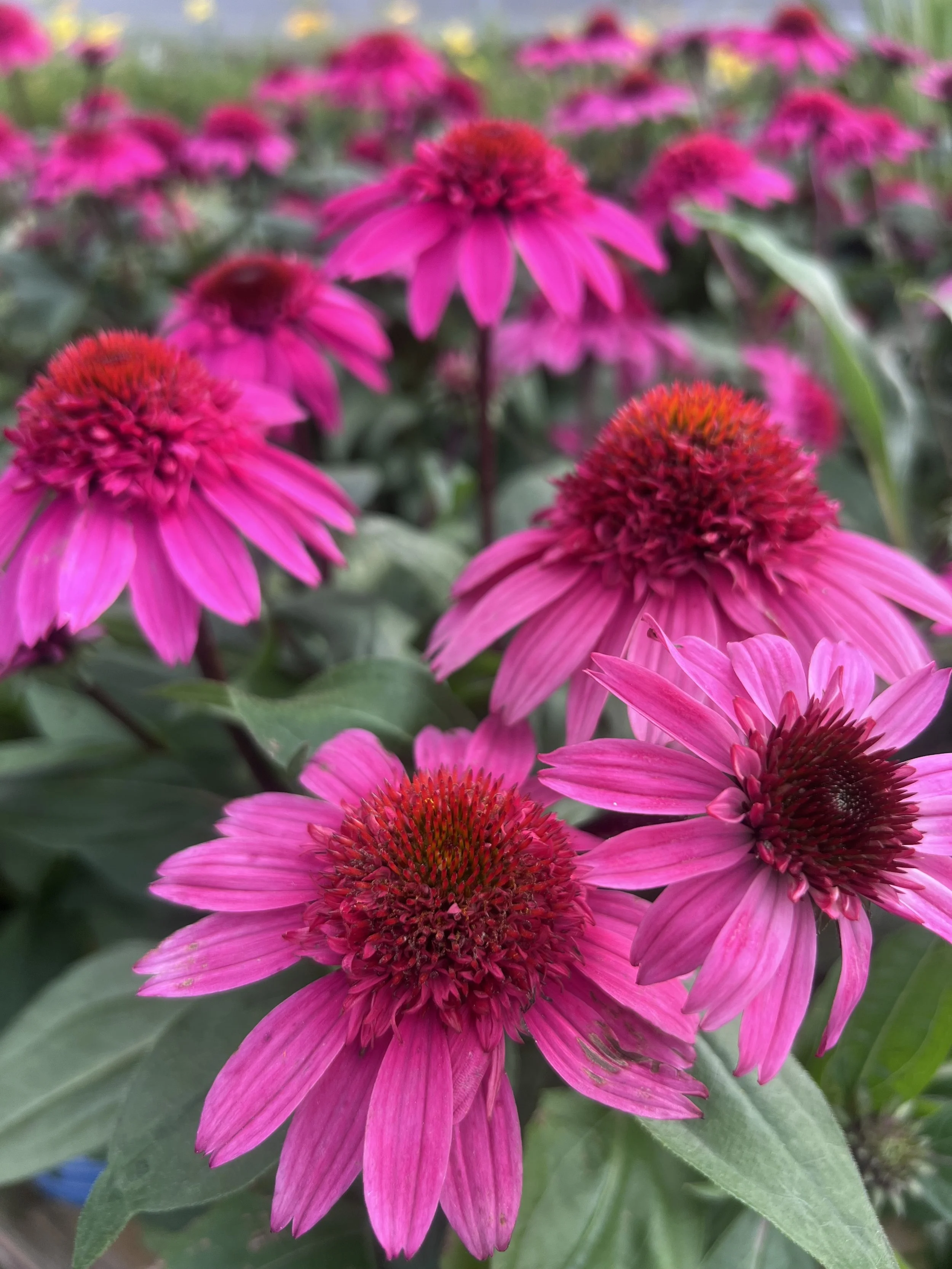 IMG_5092.jpeg