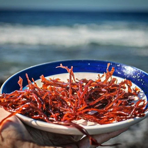 Aloha Oahu!! We&rsquo;re so excited! Our Kona Limu Company products are now available on the gathering Isle through our friends at @farmlinkhawaii. You can place your order with them, and they will deliver directly to your door, the very next day.

T