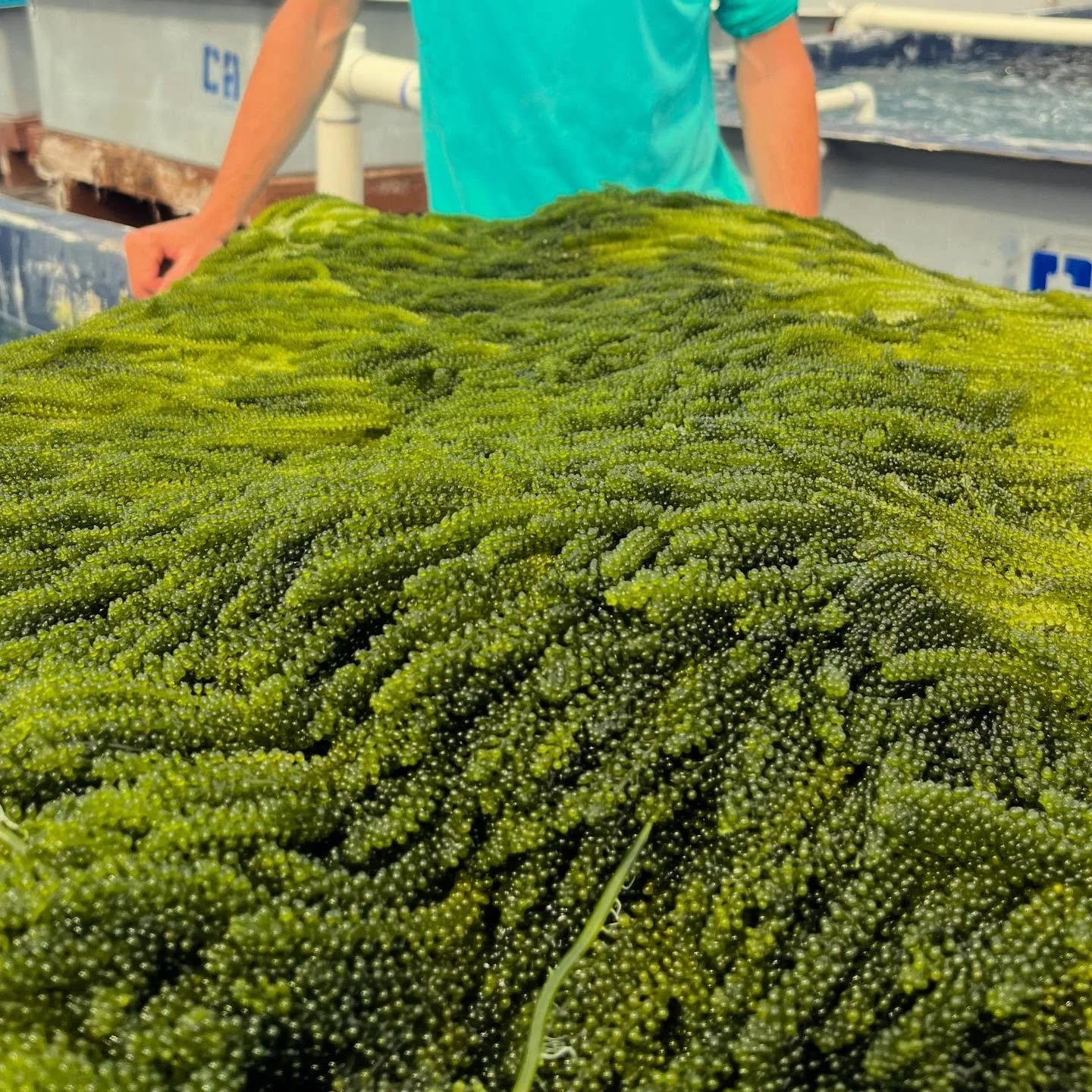 This next crop of #greencaviar (#umibudo) is h a m m a h. 🔨🤙
